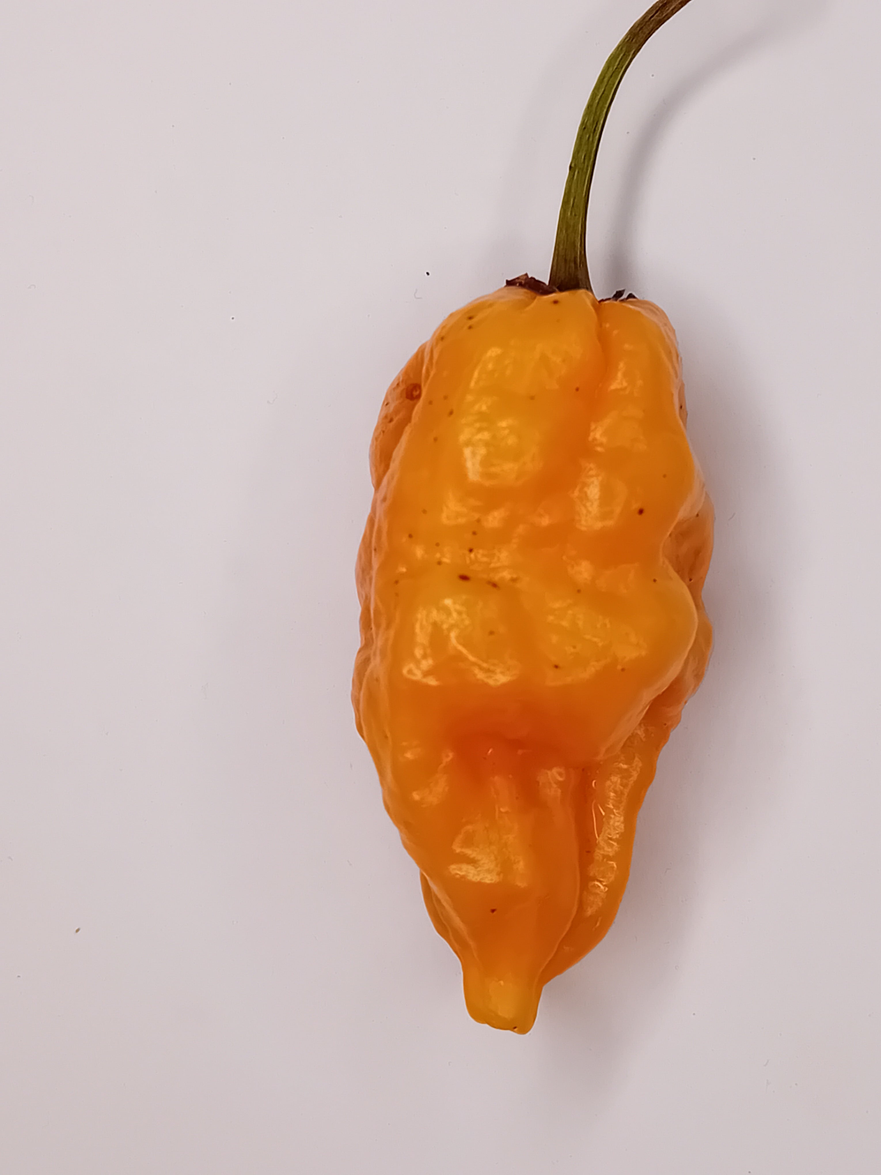 Pepper Seedling - Fatalii Gourmet Jigsaw Orange