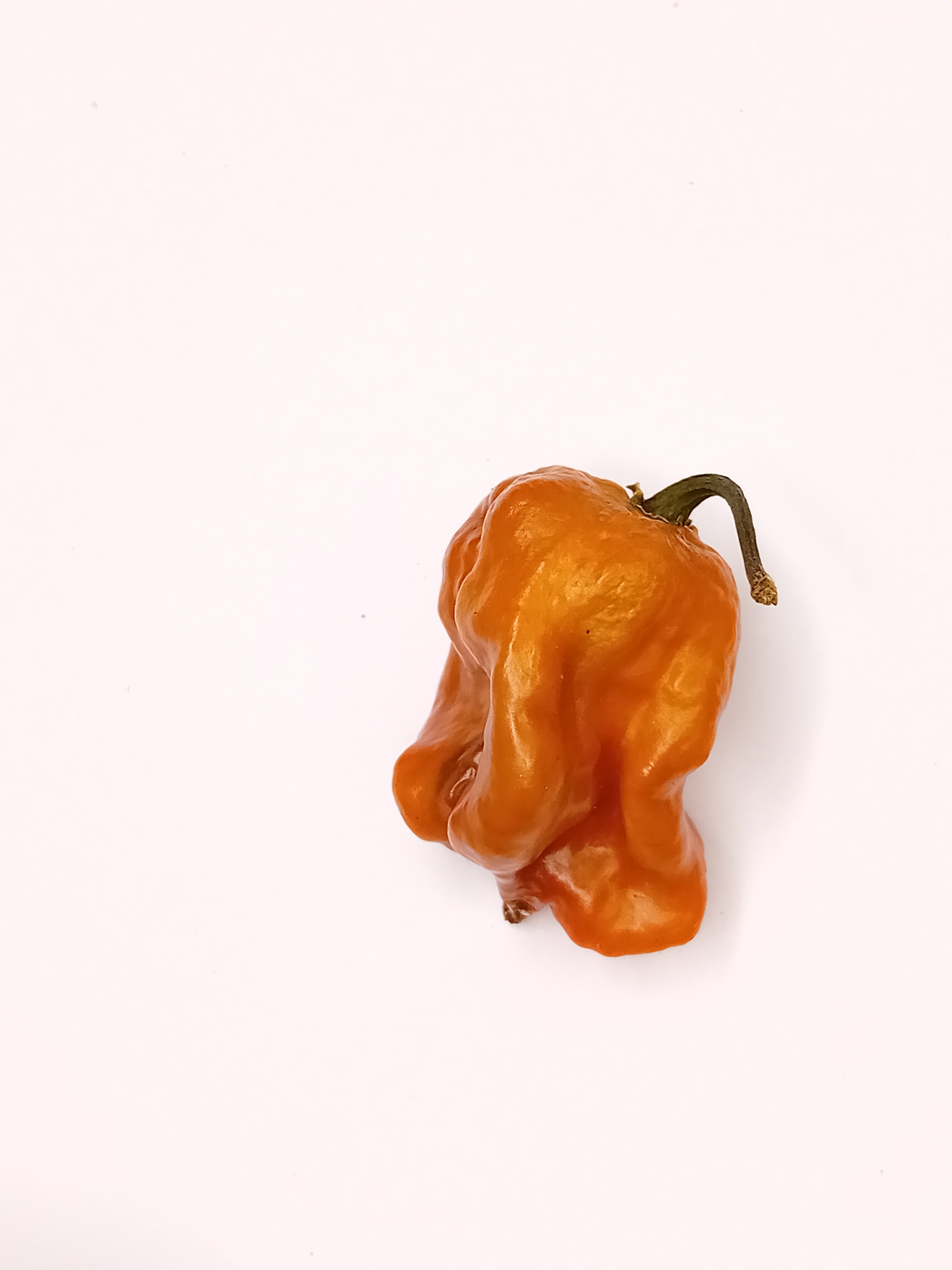 Seminţe Ardei - Jayboc Butterschotch