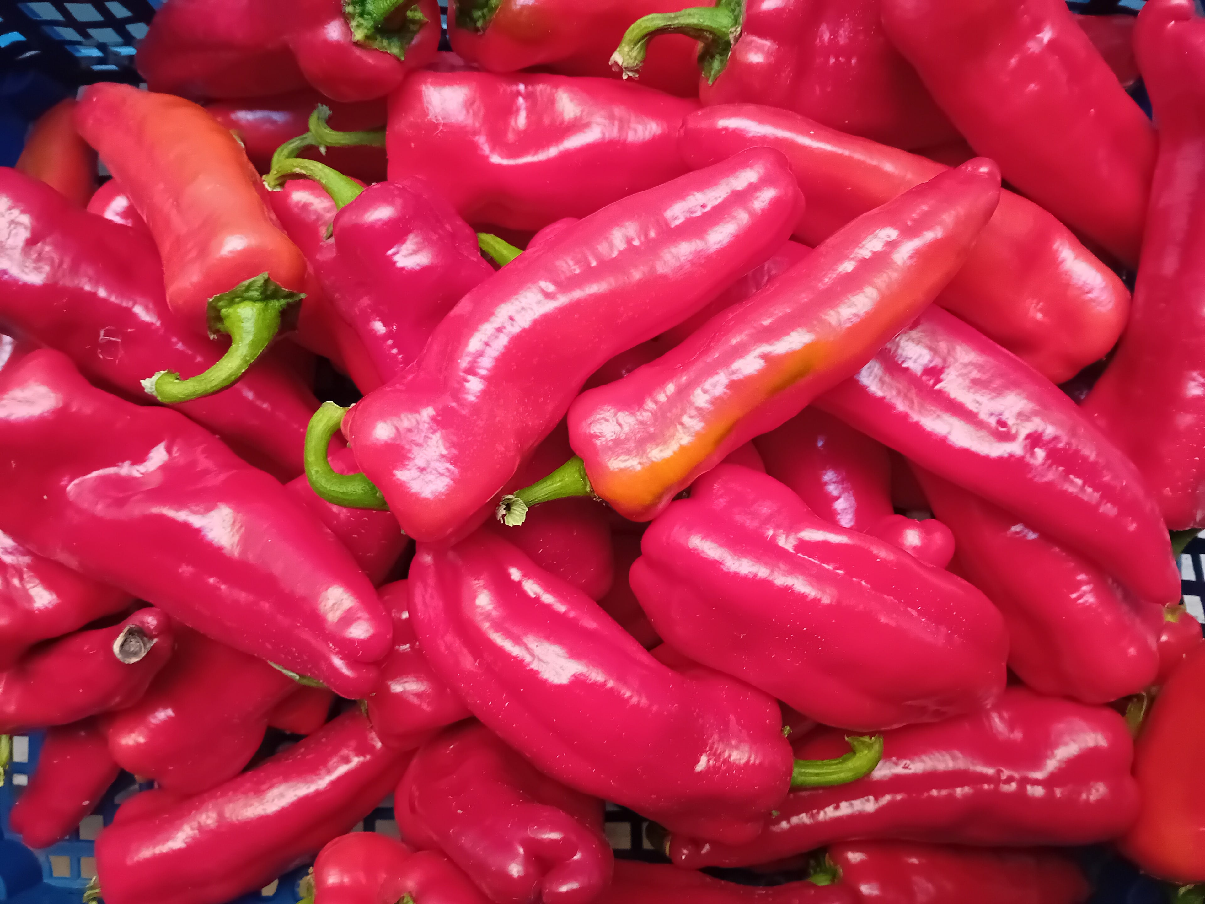 Seminţe Ardei - Pimento Padron