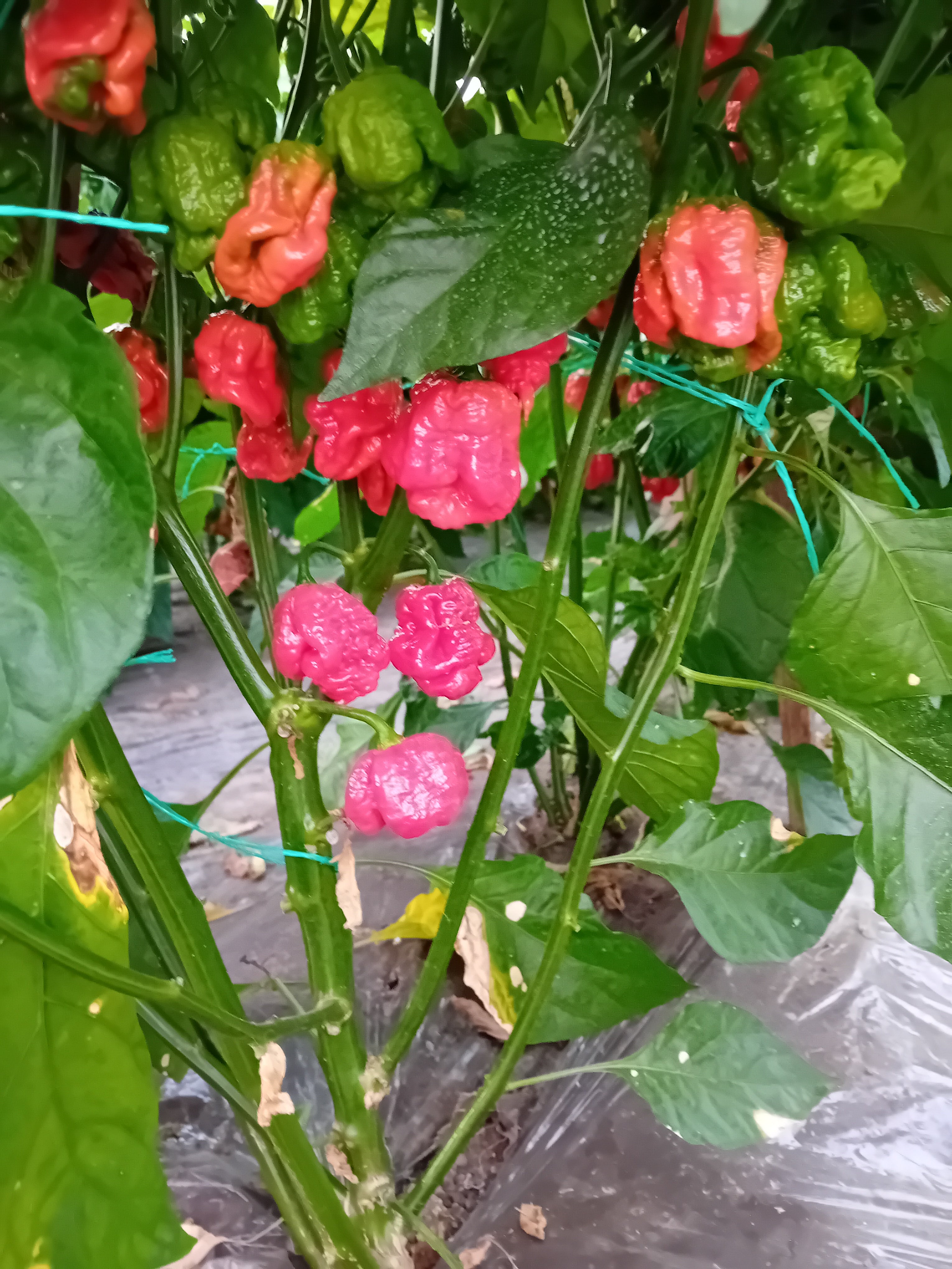 Seminţe Ardei - Trinidad Moruga Scorpion Red