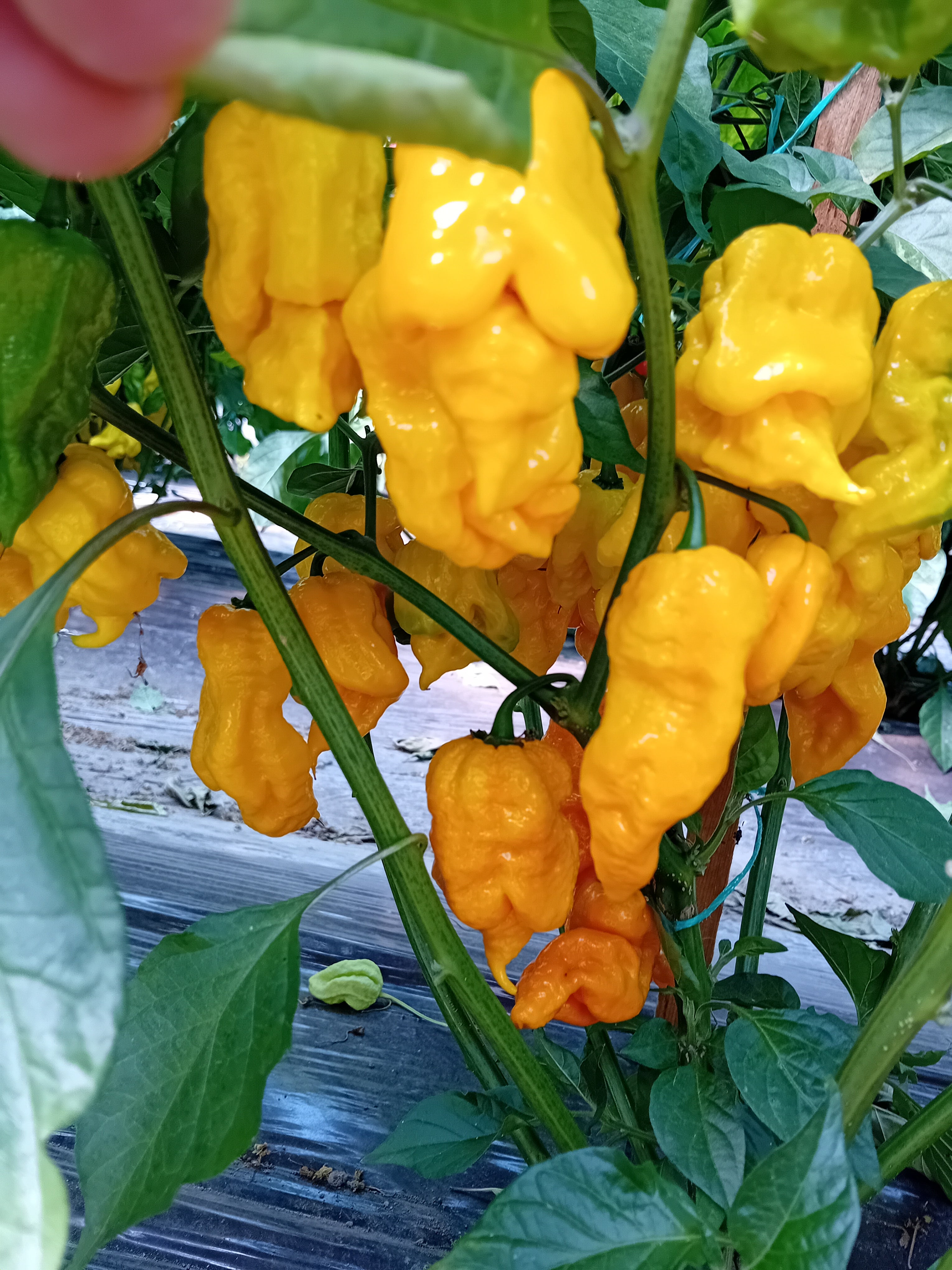 Răsad Ardei - Bhutlah Gold