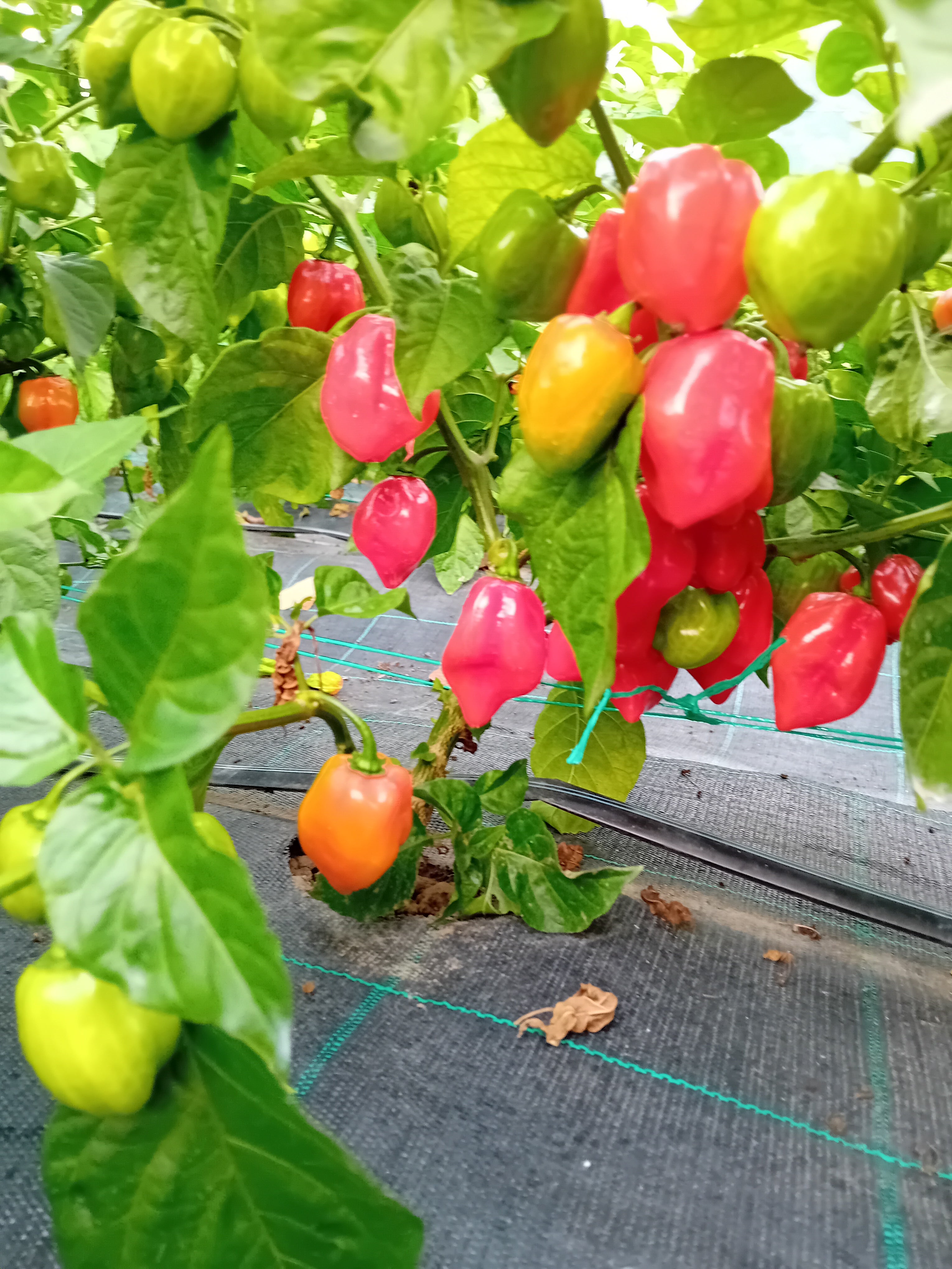 Seminţe Ardei - Habanero Red Savinia