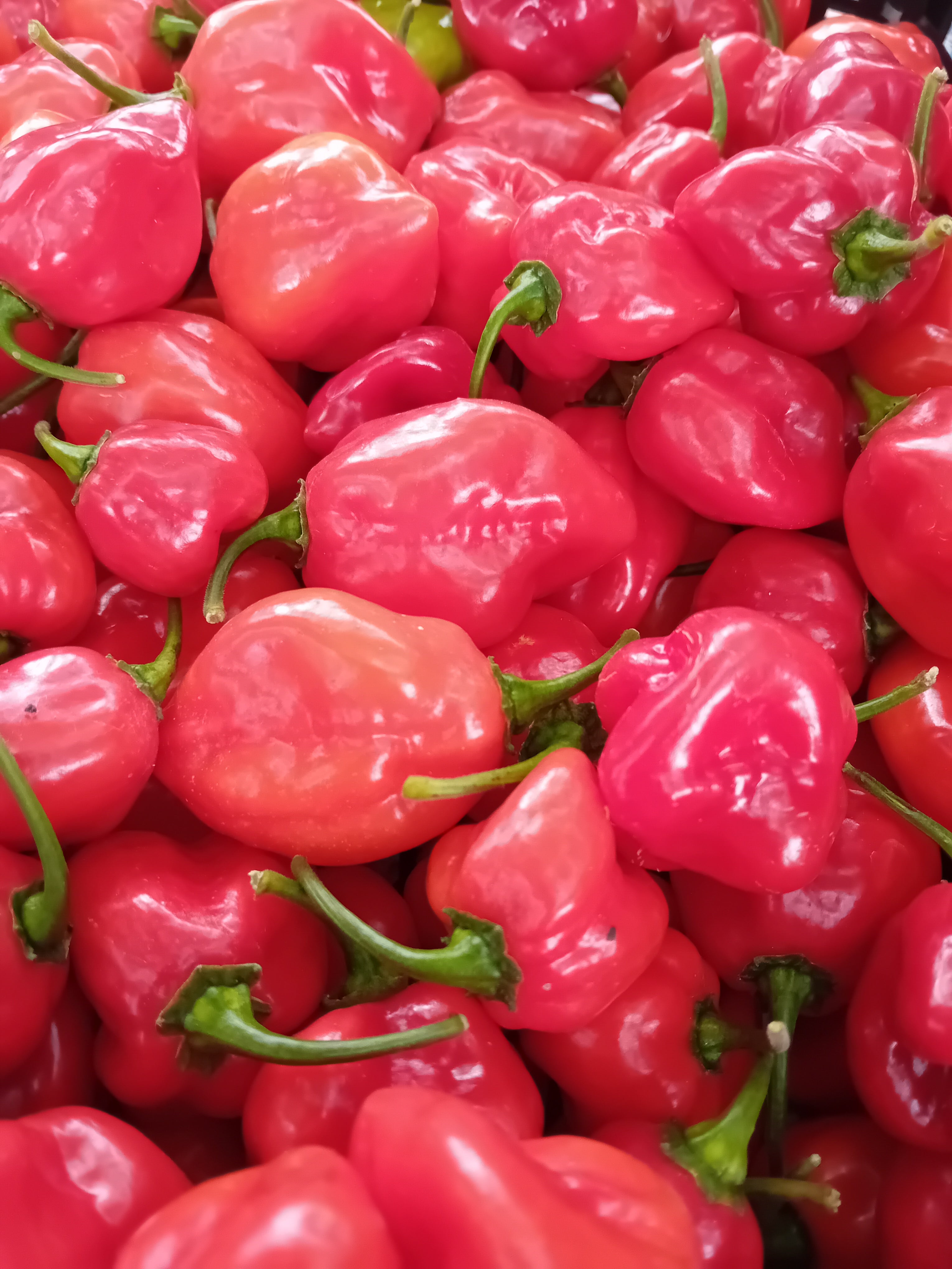 Seminţe Ardei - Habanero Red Savinia