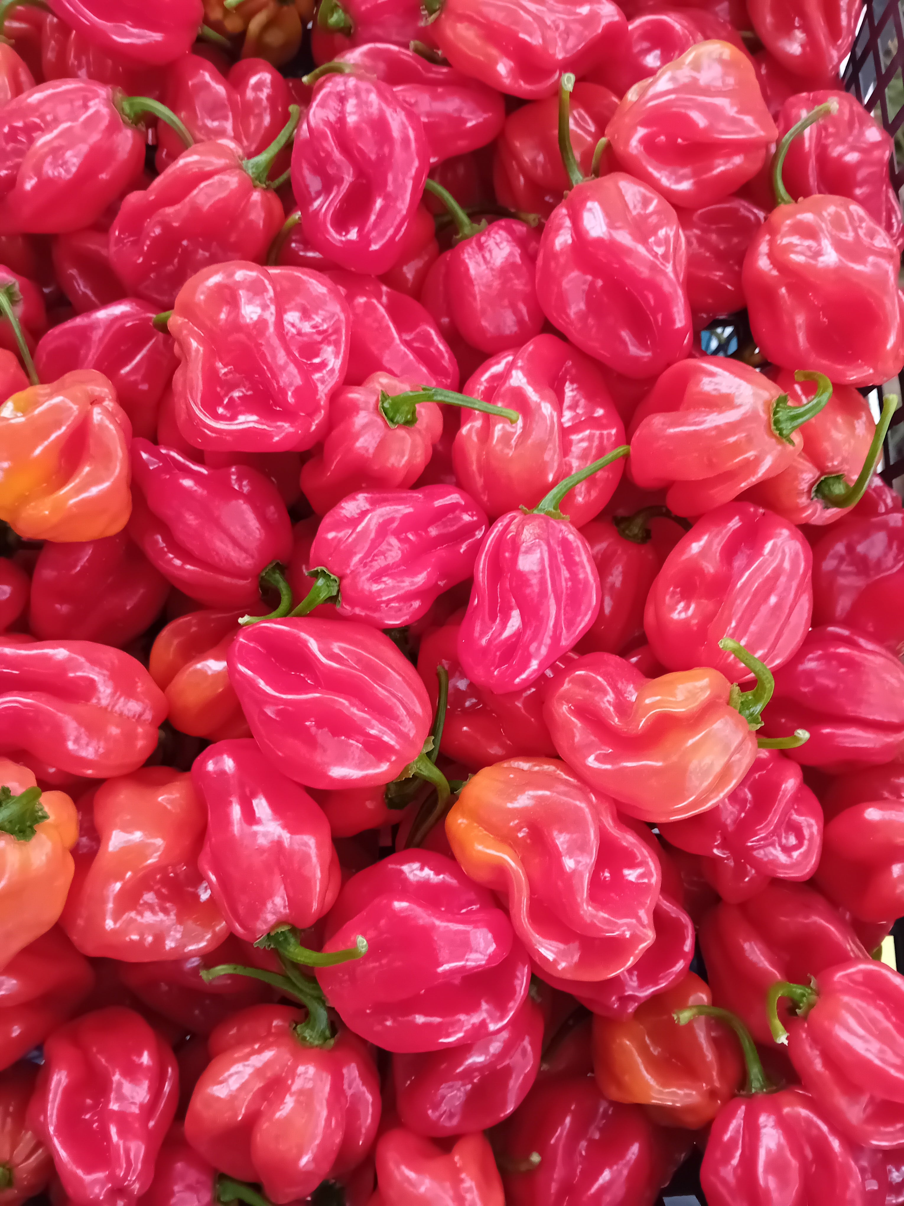 Seminţe Ardei - Habanero Red Caribbean