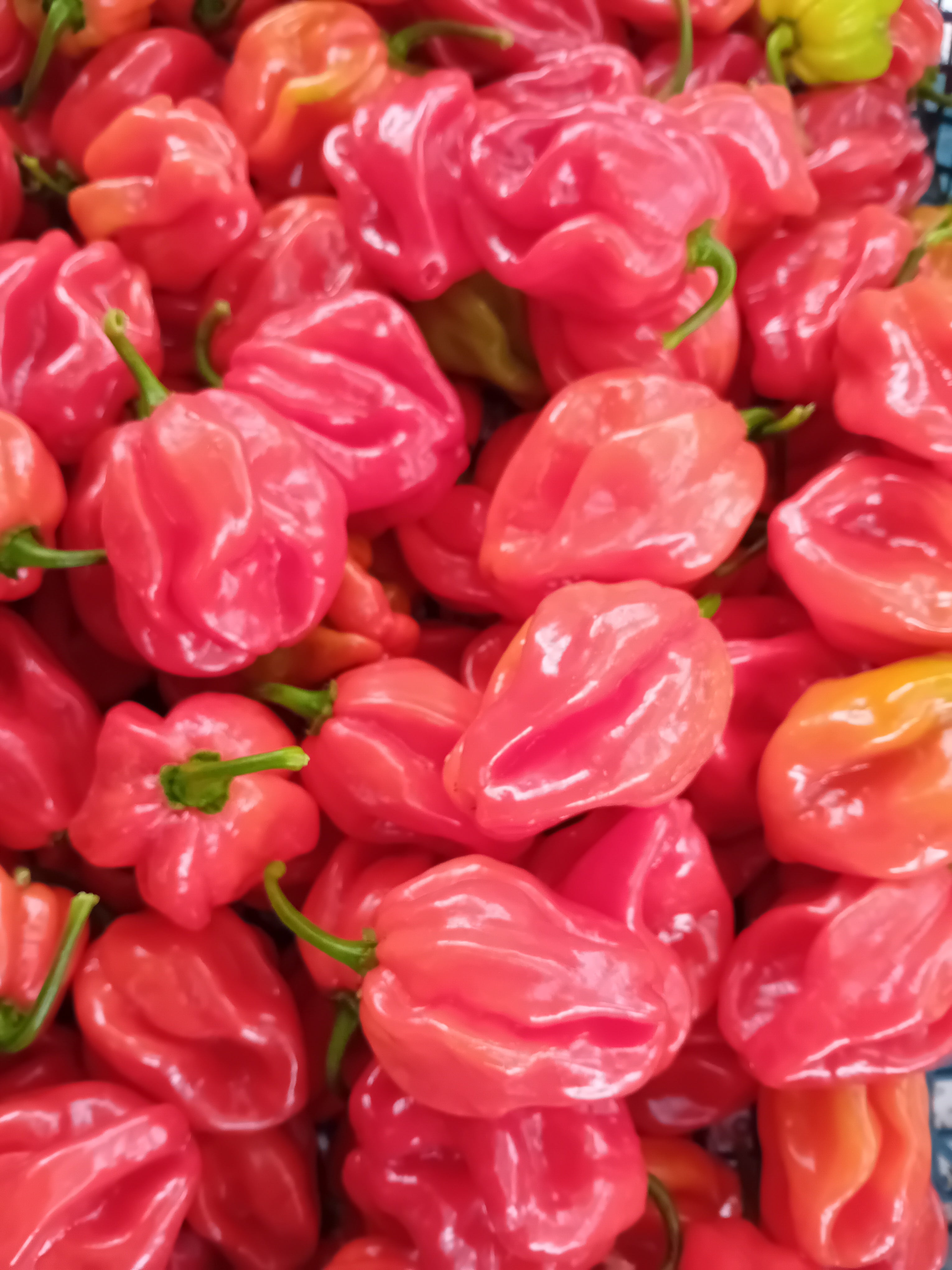 Seminţe Ardei - Habanero Red Caribbean