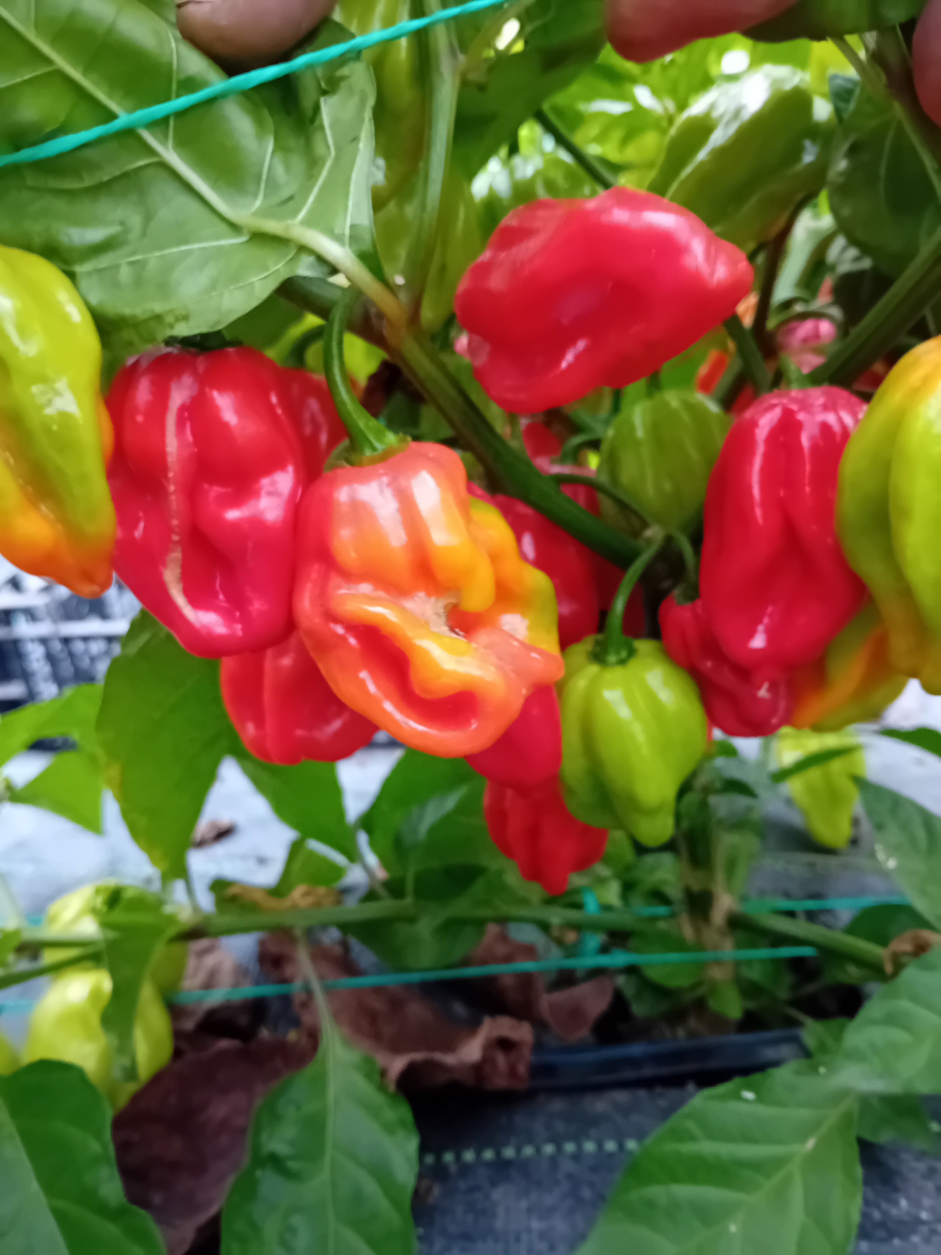 Seminţe Ardei - Habanero Red Caribbean