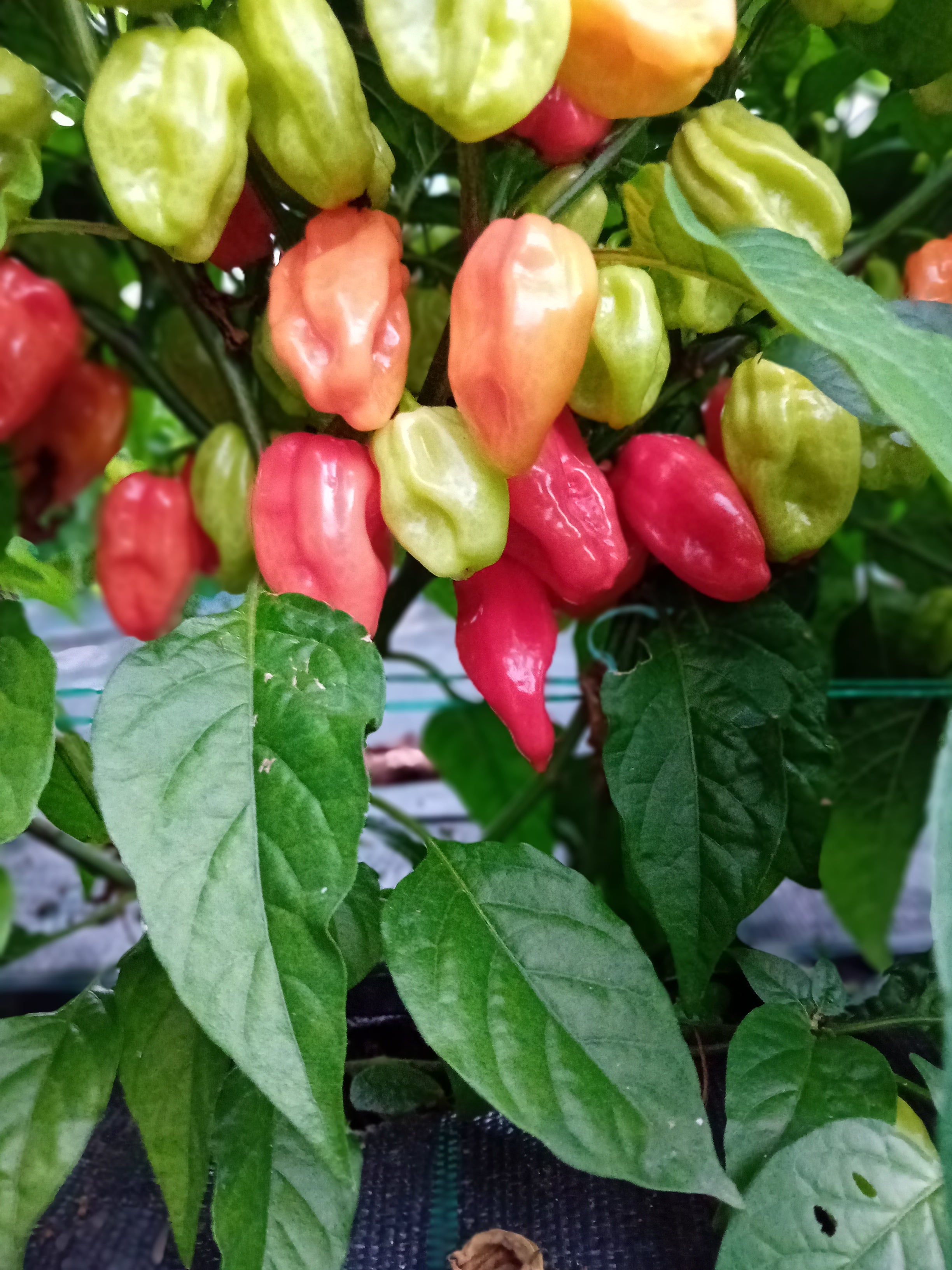 Seminţe Ardei - Habanero Tobago Seasoning