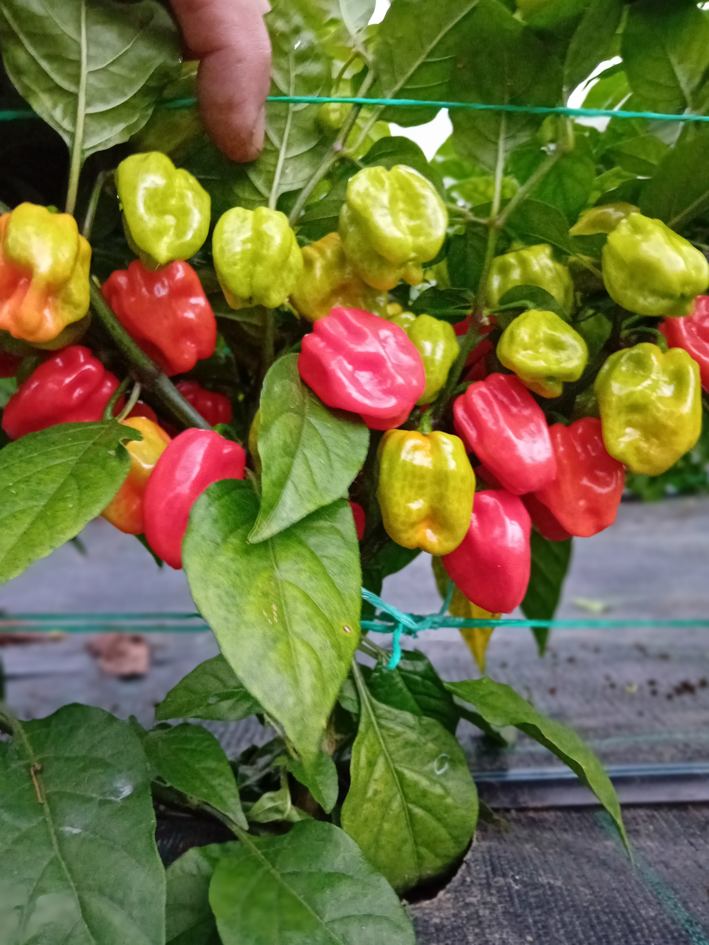 Seminţe Ardei - Habanero Tobago Seasoning