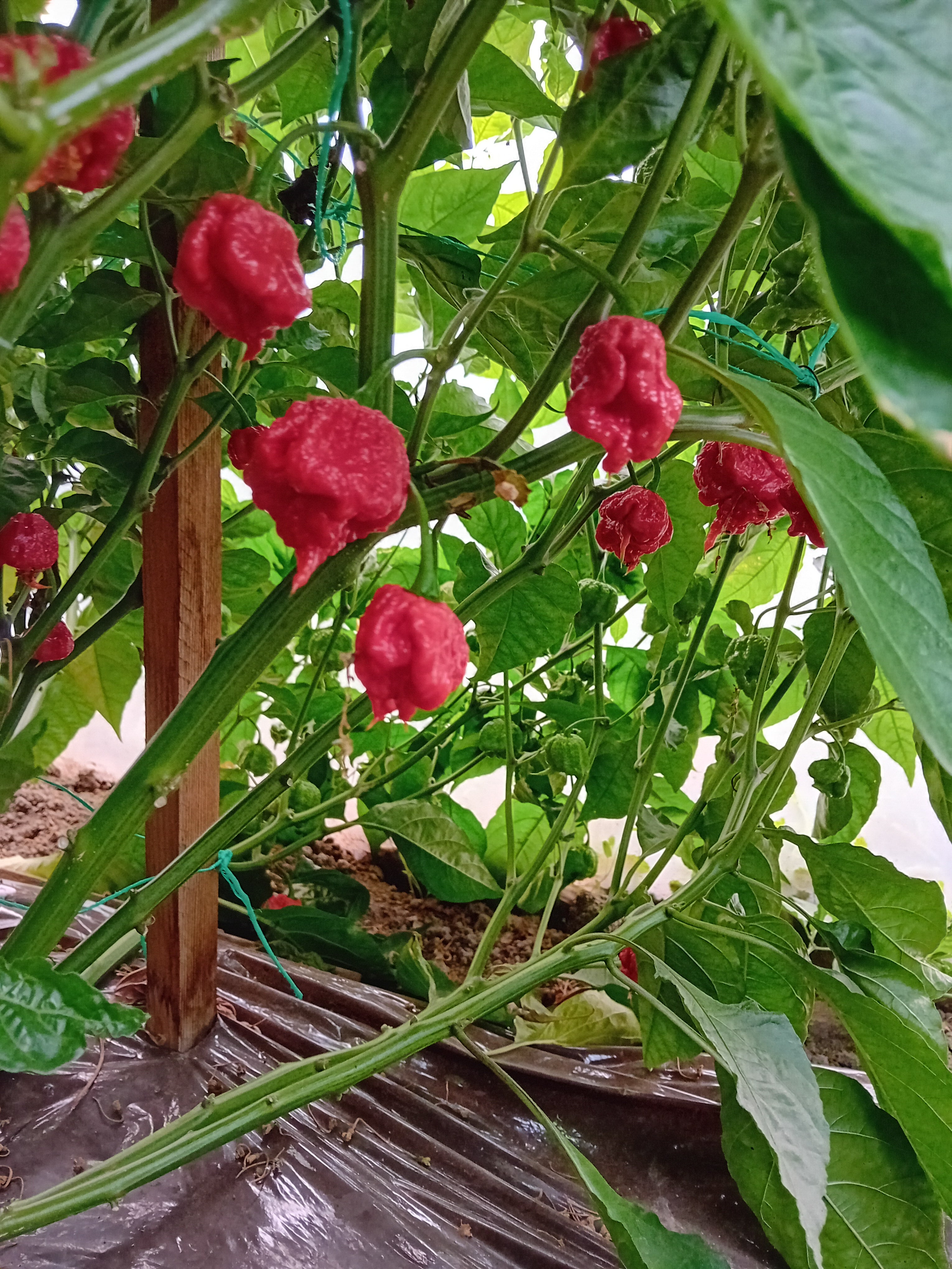 Seminţe Ardei - Carolina Reaper Red