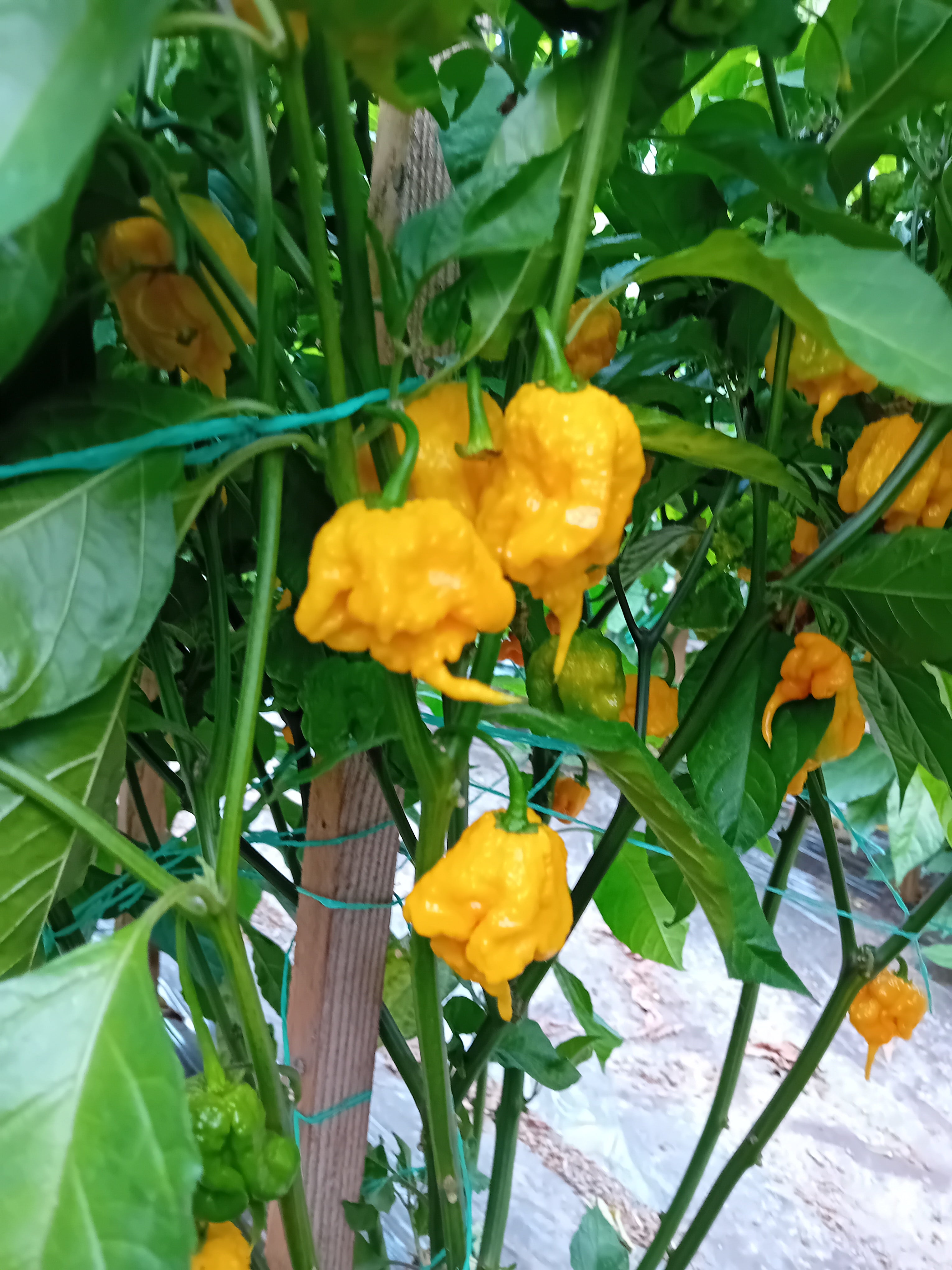 Seminţe Ardei - Carolina Reaper Orange
