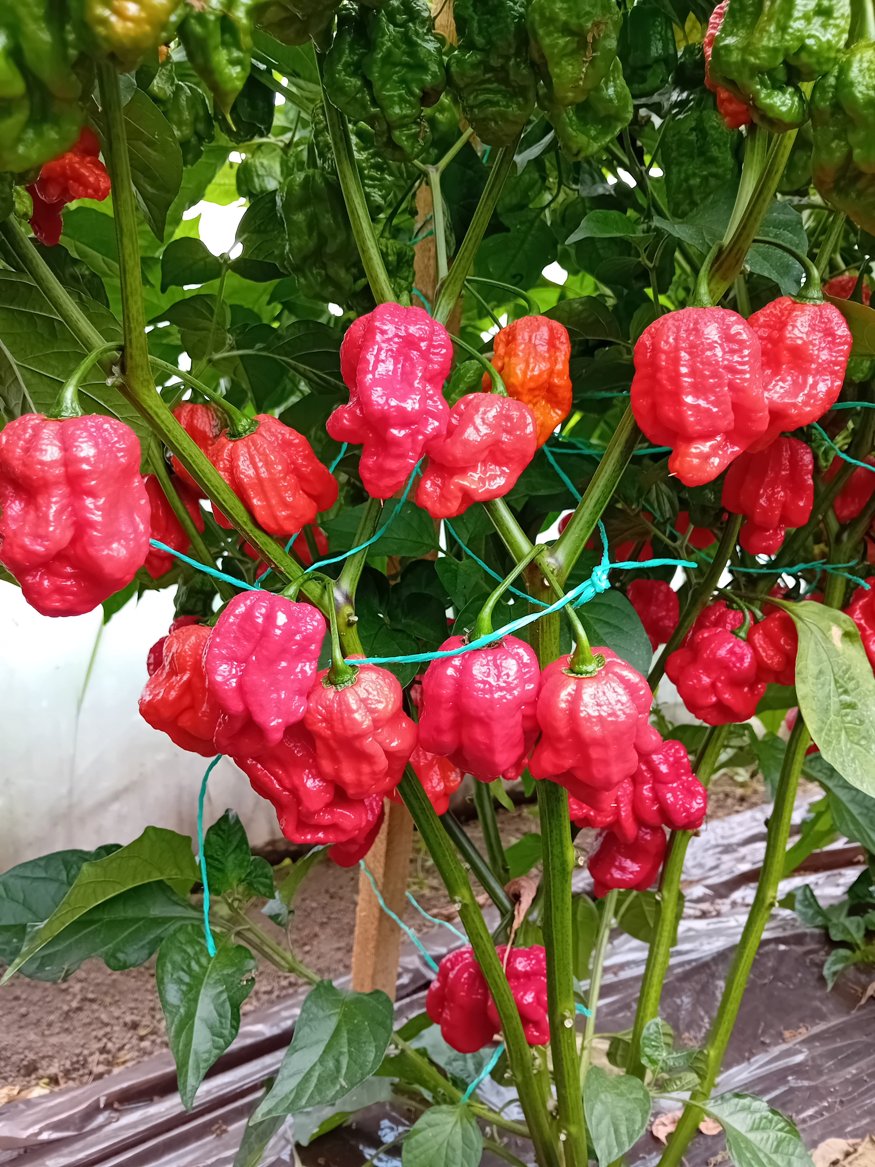 Pepper Seedling - Hurt Berry