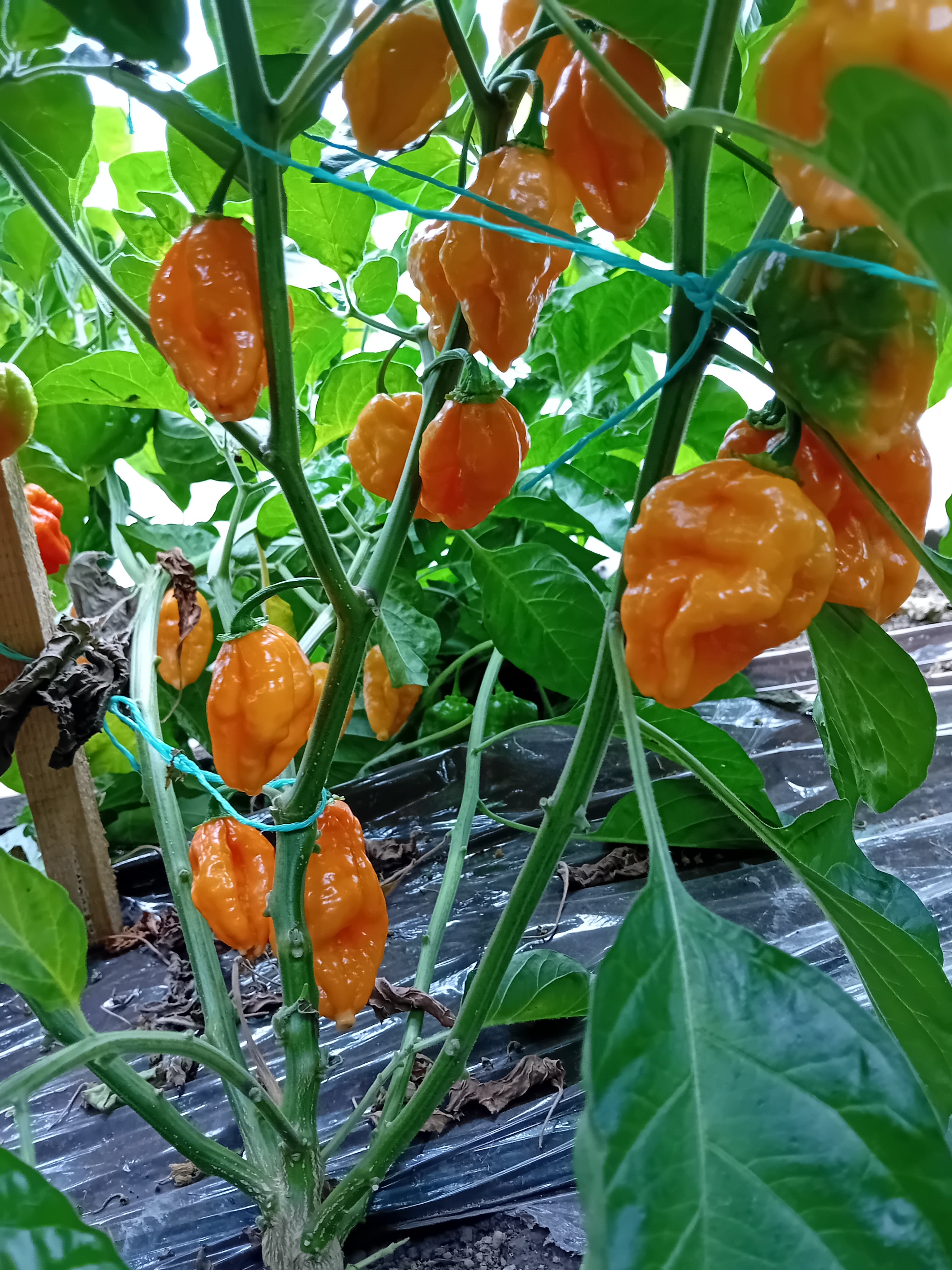 Pepper Seedling - Fatalii Gourmet Jigsaw Orange