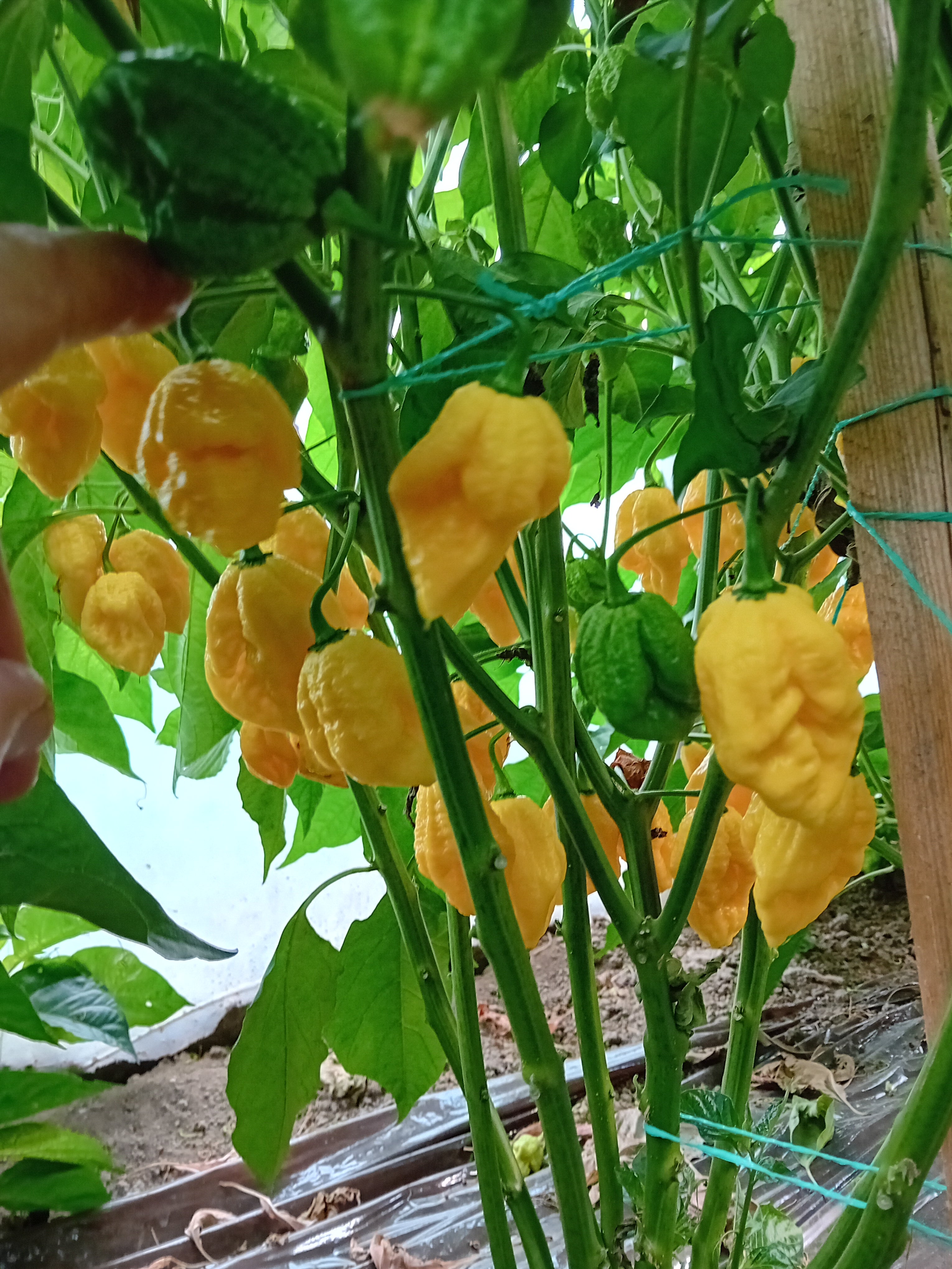 Pepper Seedling - Fatalii Gourmet Jigsaw Yellow