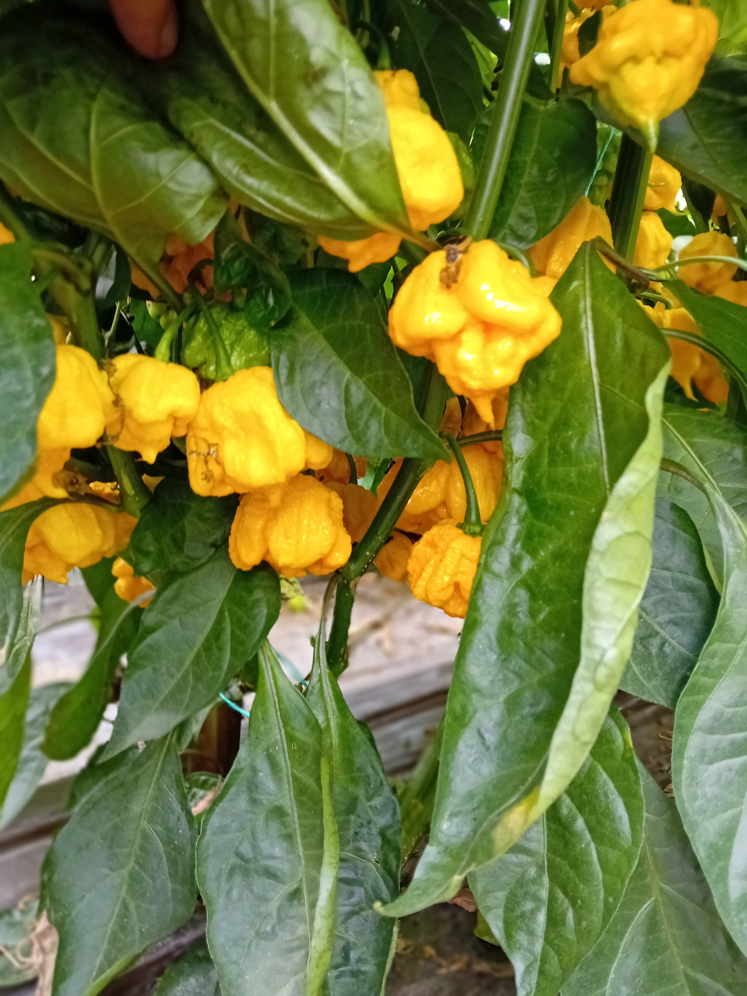 Seminţe Ardei - Trinidad Moruga Scorpion Yellow