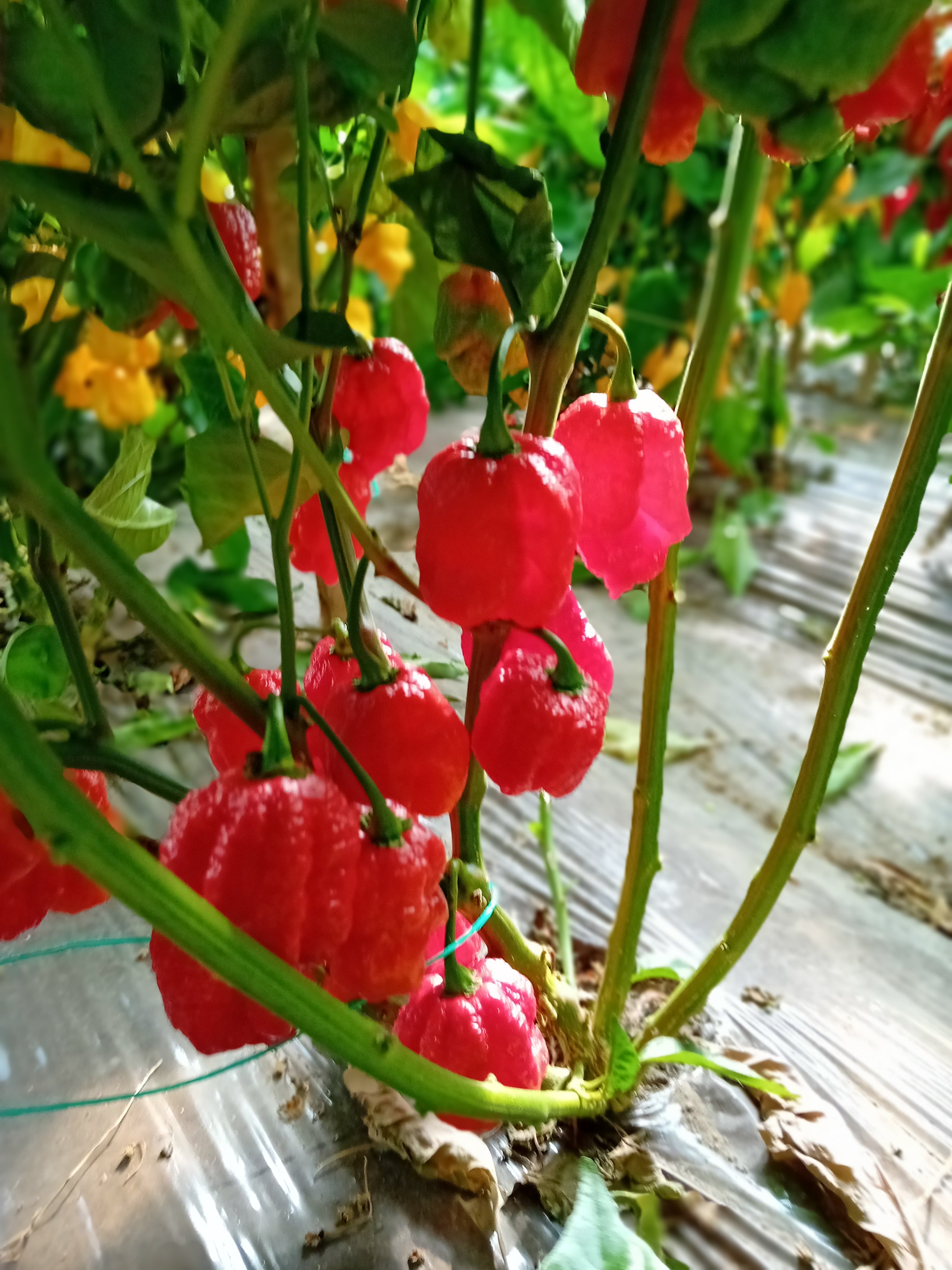 Răsad Ardei - Bhutlah Red