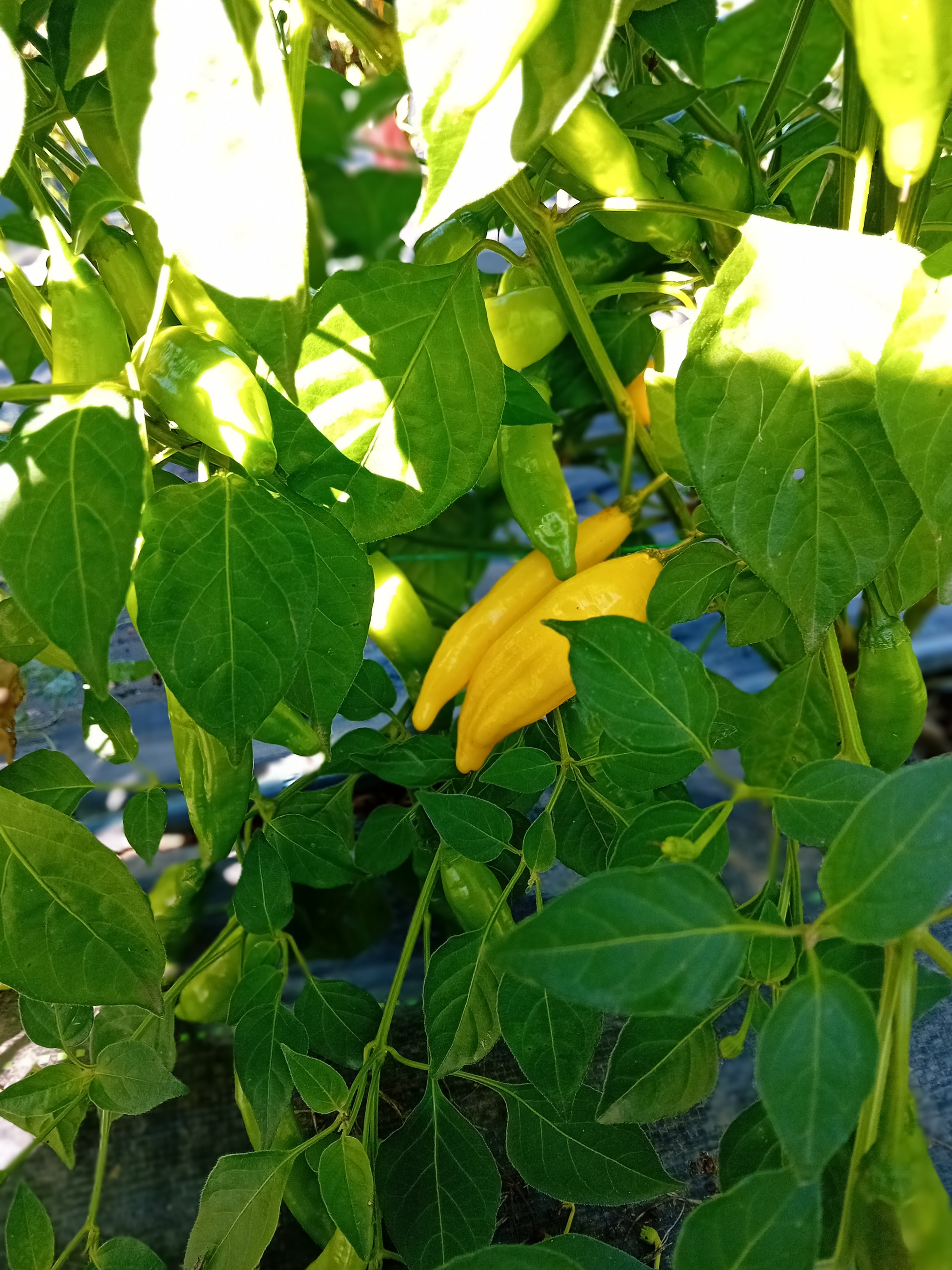 Răsad Ardei - Aji Pineapple