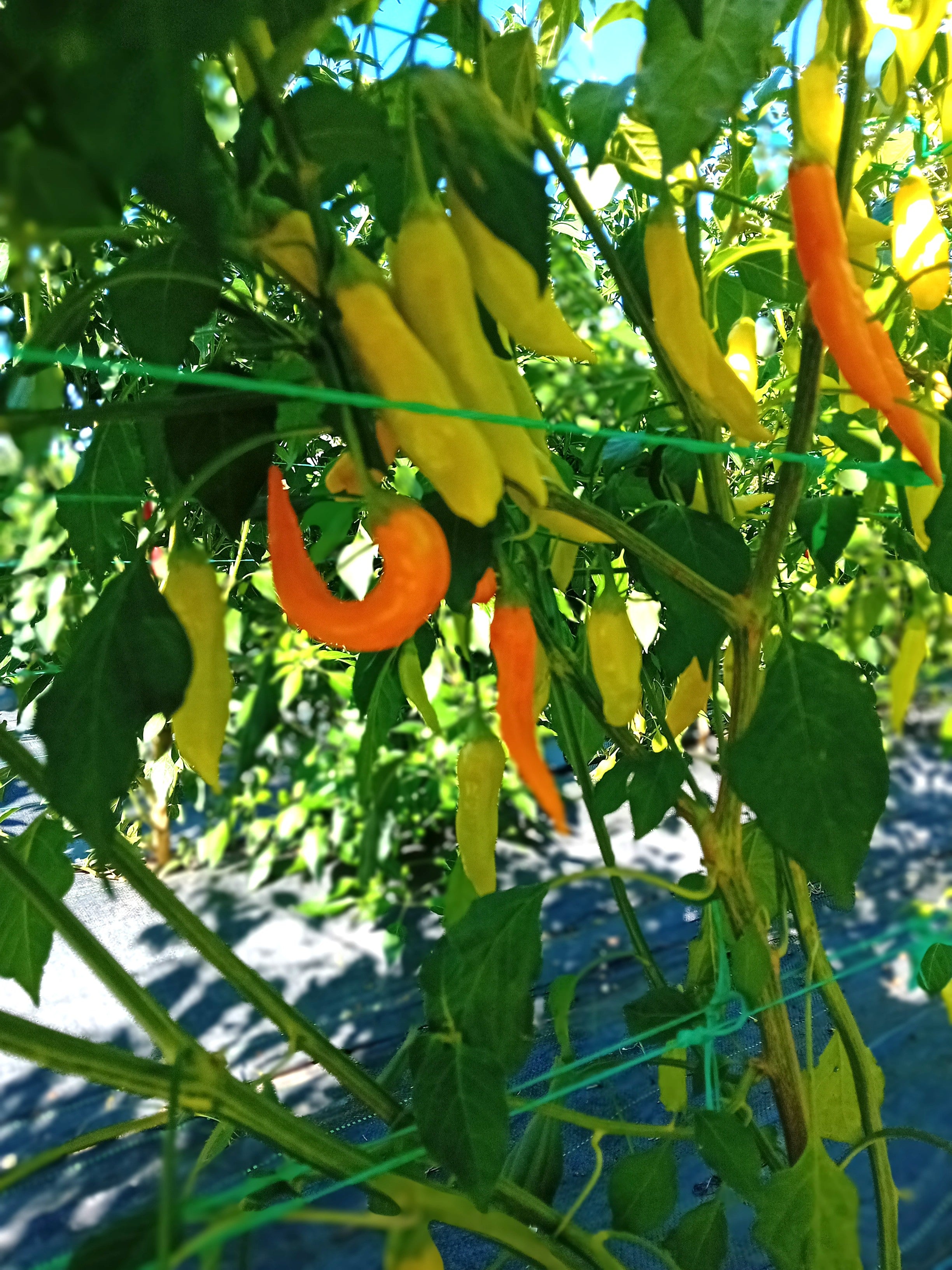 Răsad Ardei - Aji Mango