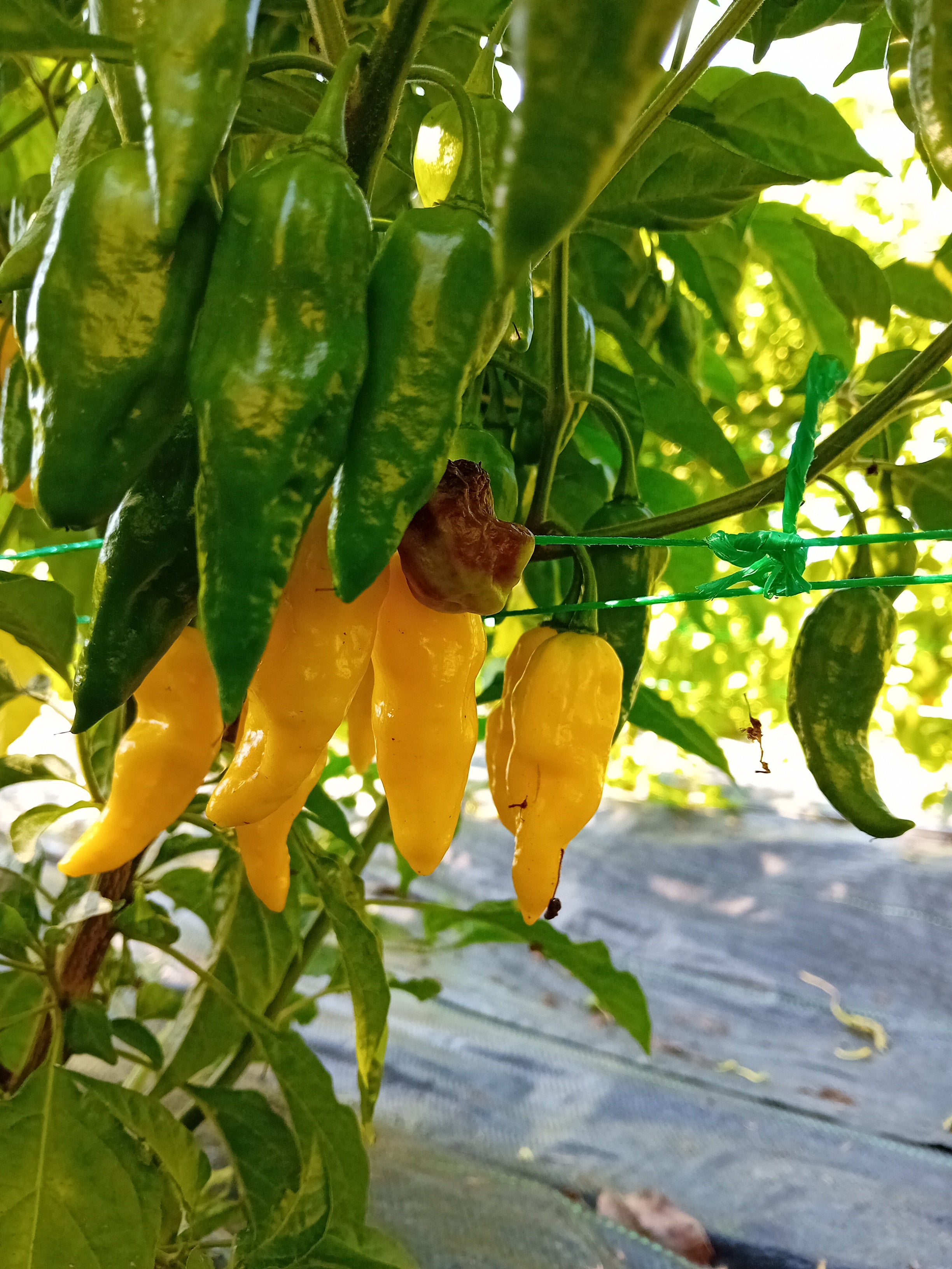 Răsad Ardei - Aji Lemon