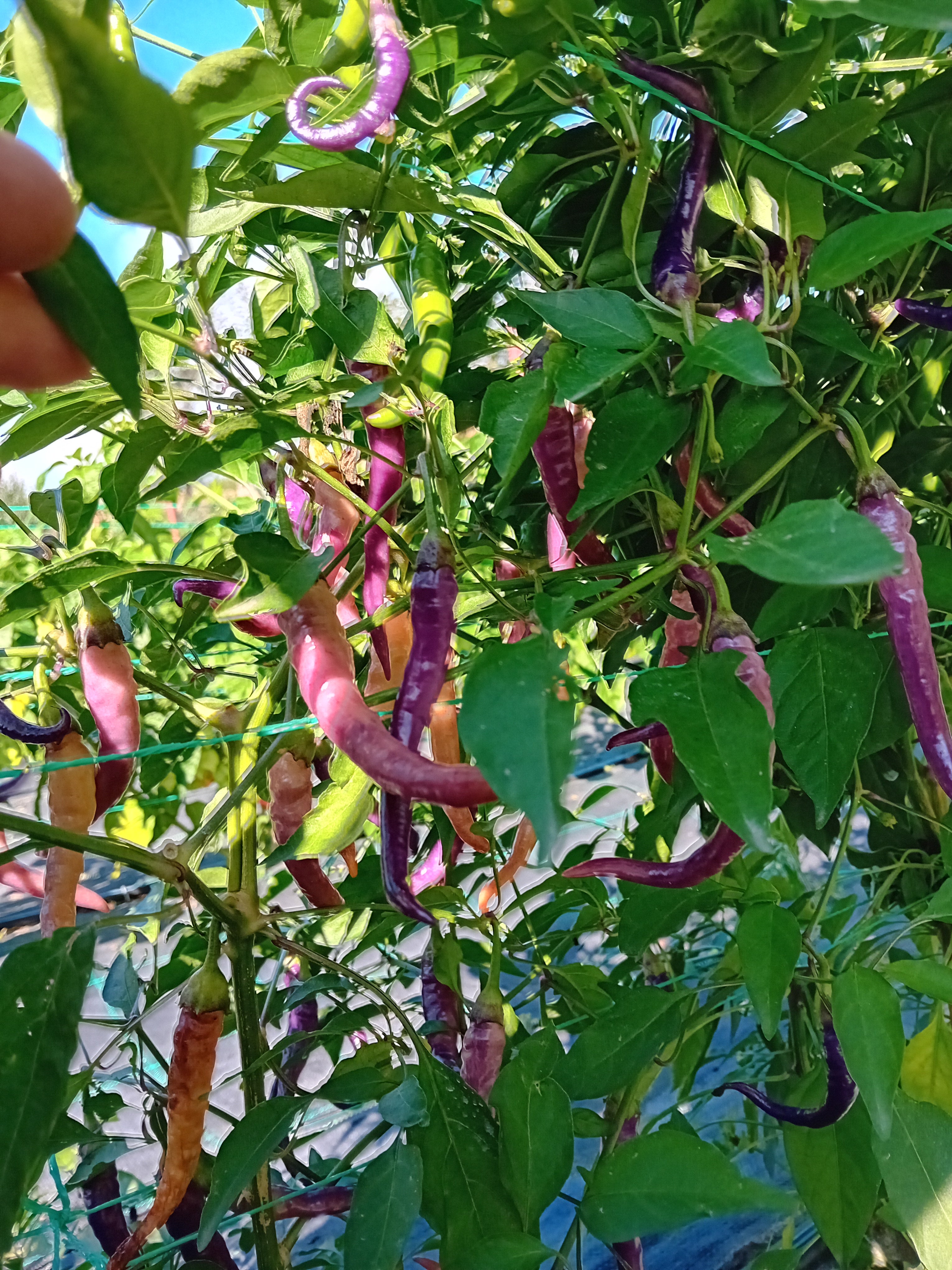 Răsad Ardei - Buena Mulata