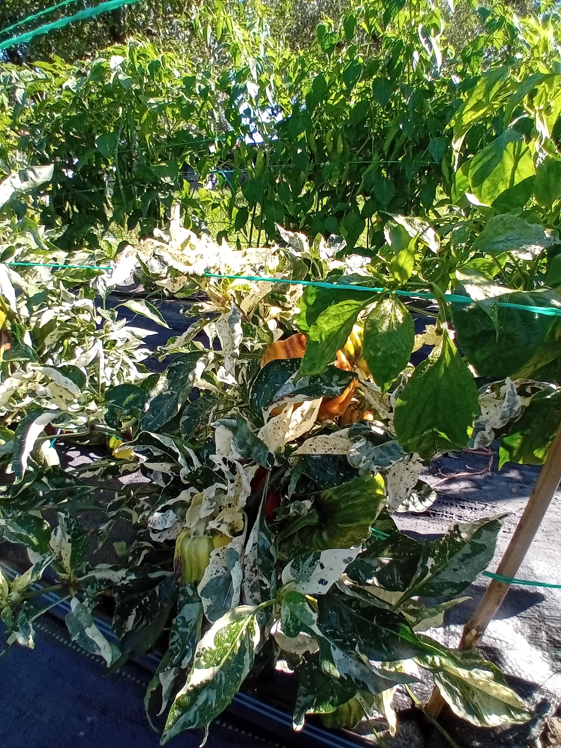 Răsad Ardei - Chocolate Candy Cane