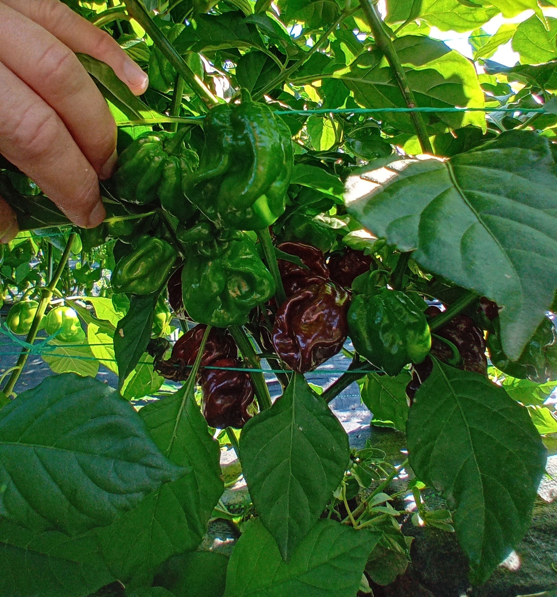 Seminţe Ardei - Guadalupe Black