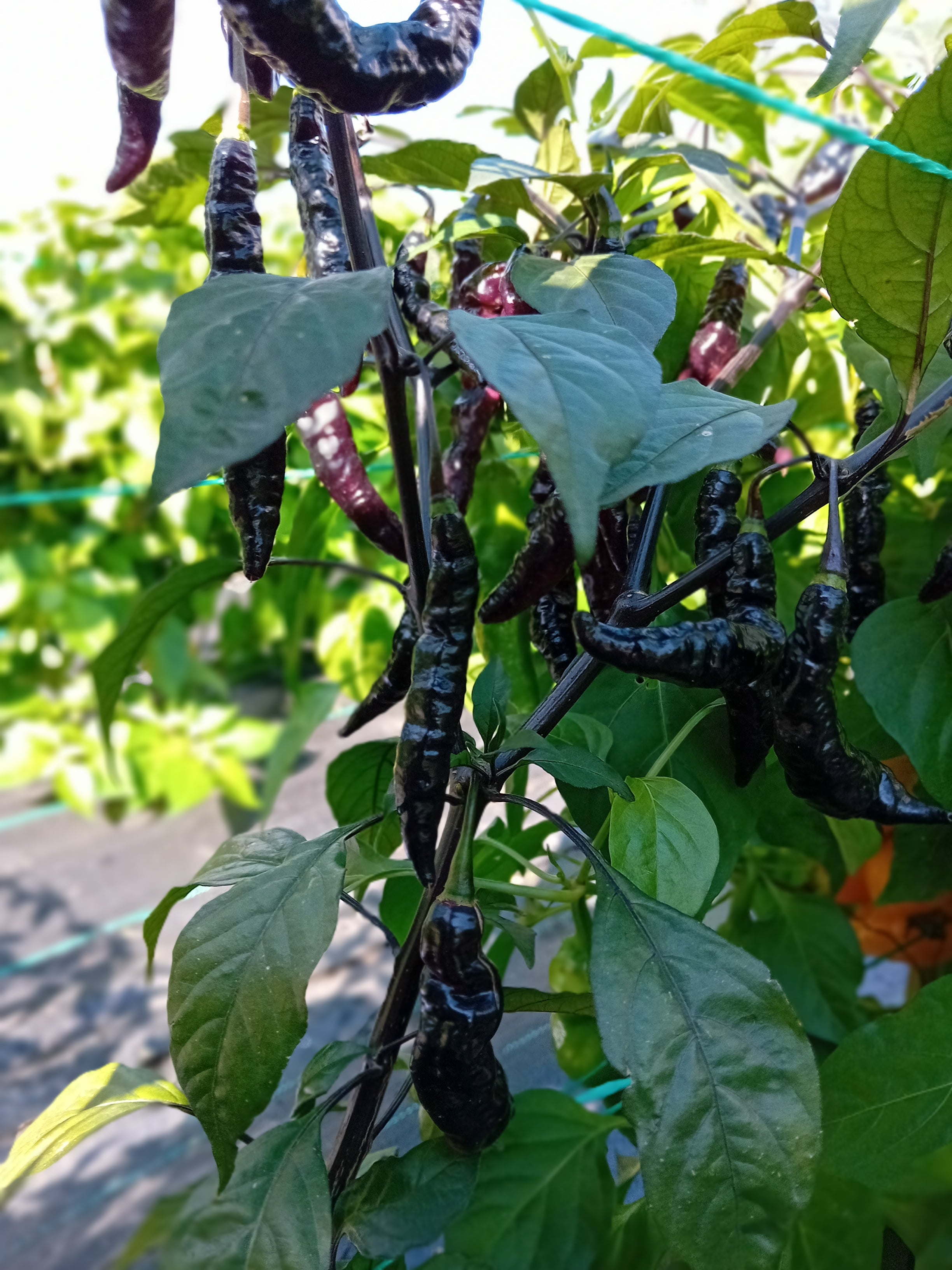 Seminţe Ardei - Murupi Purple