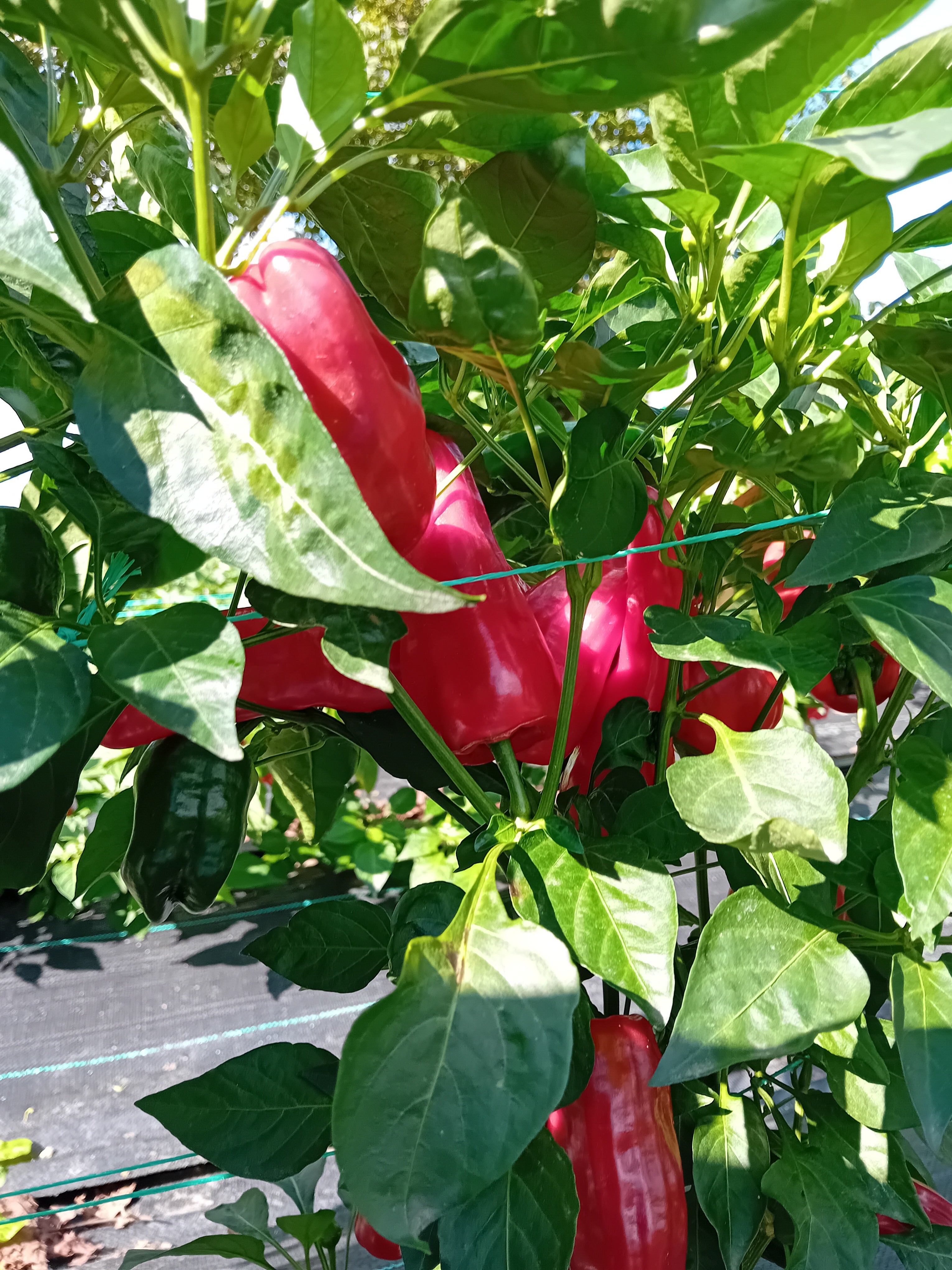 Seminţe Ardei - Pimento Padron