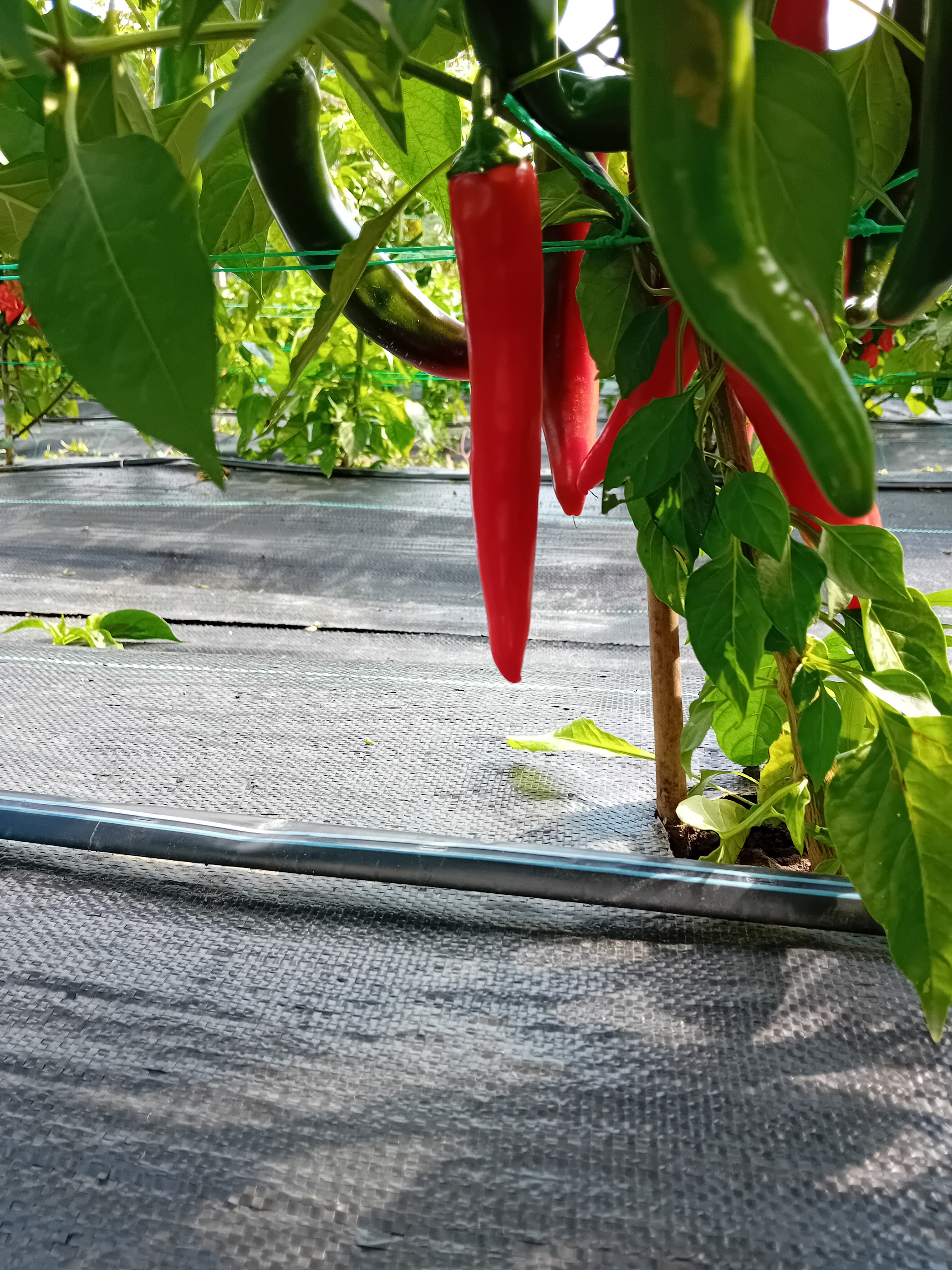 Seminţe Ardei - NuMex Big Jim