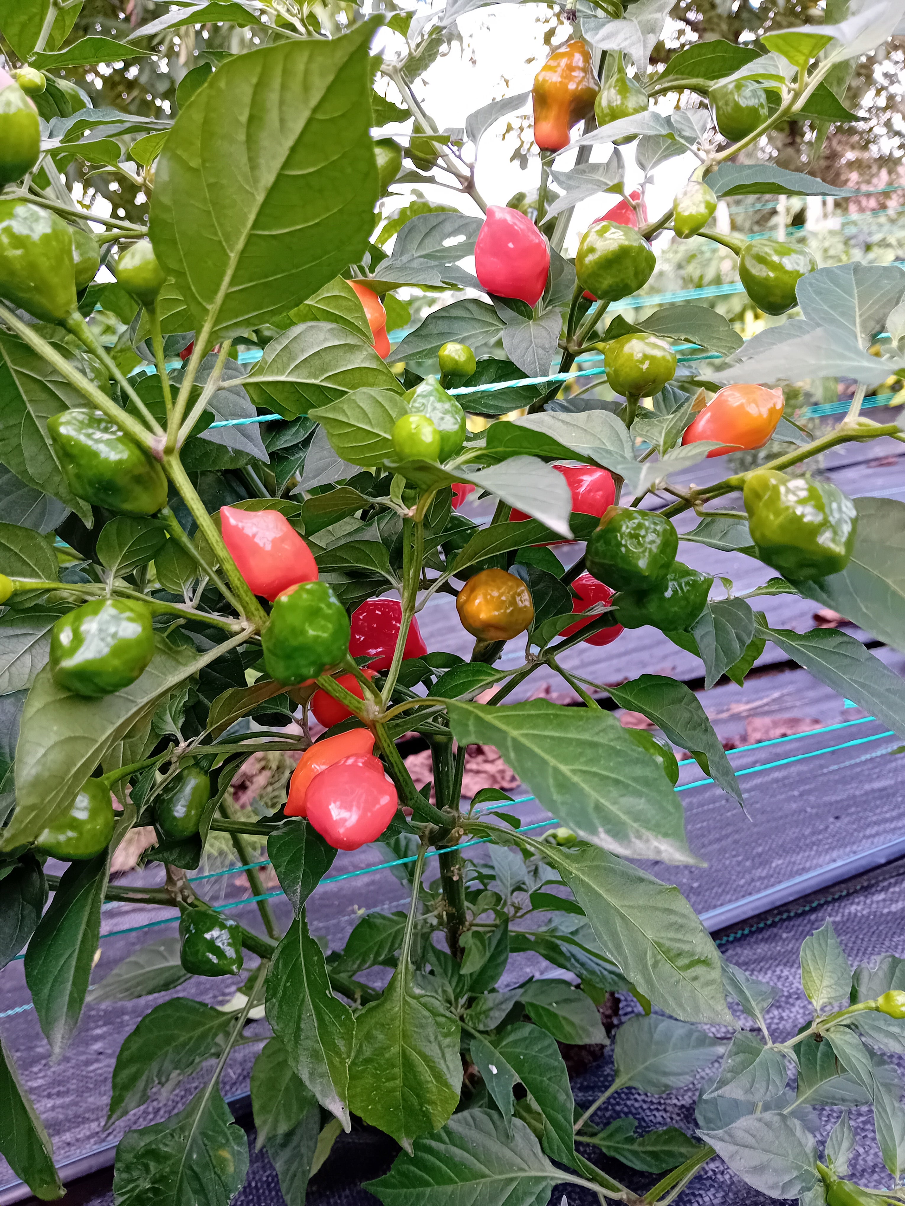 Seminţe Ardei - Numex Suave Red