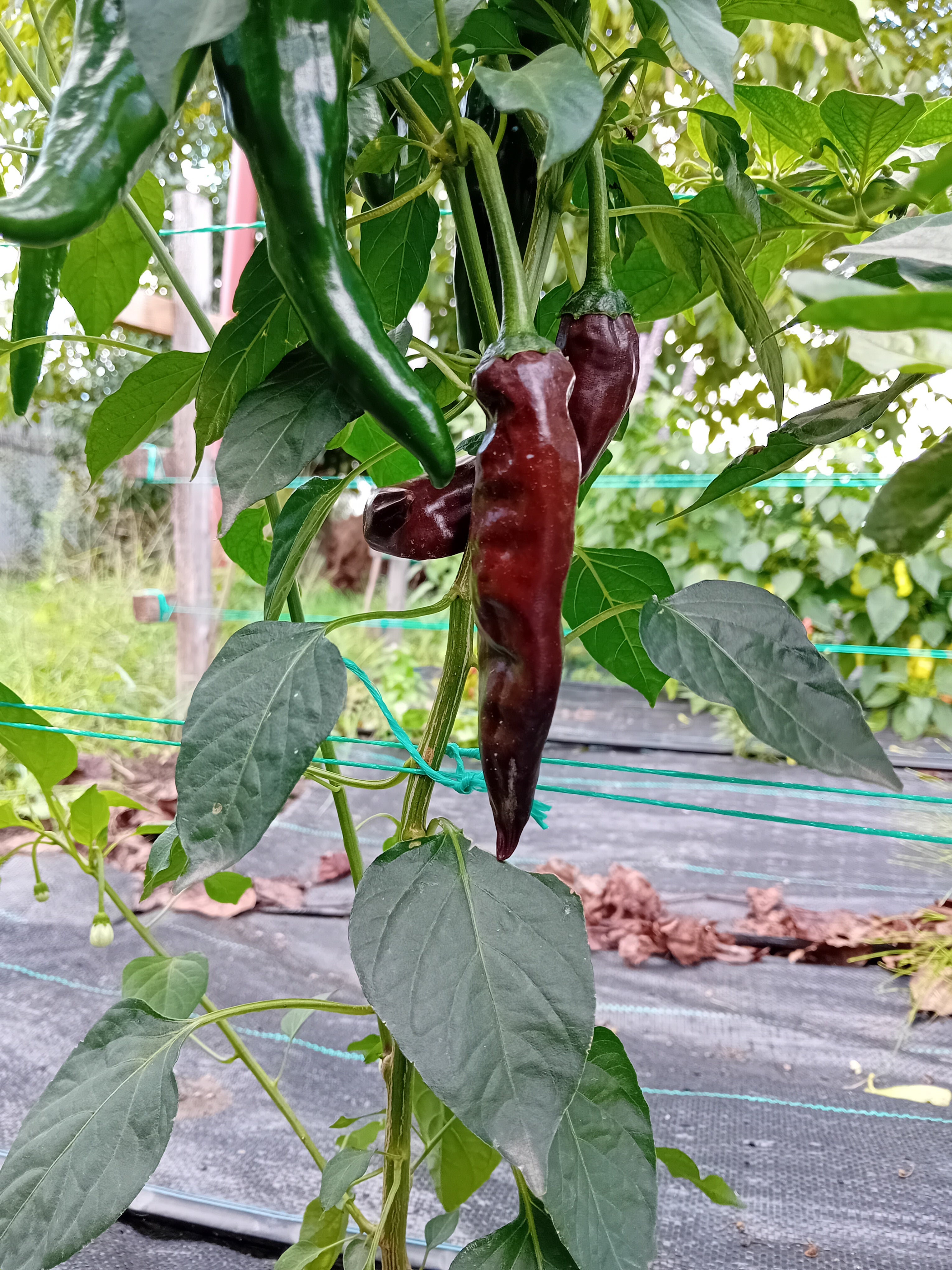 Răsad Ardei - Chile Negro