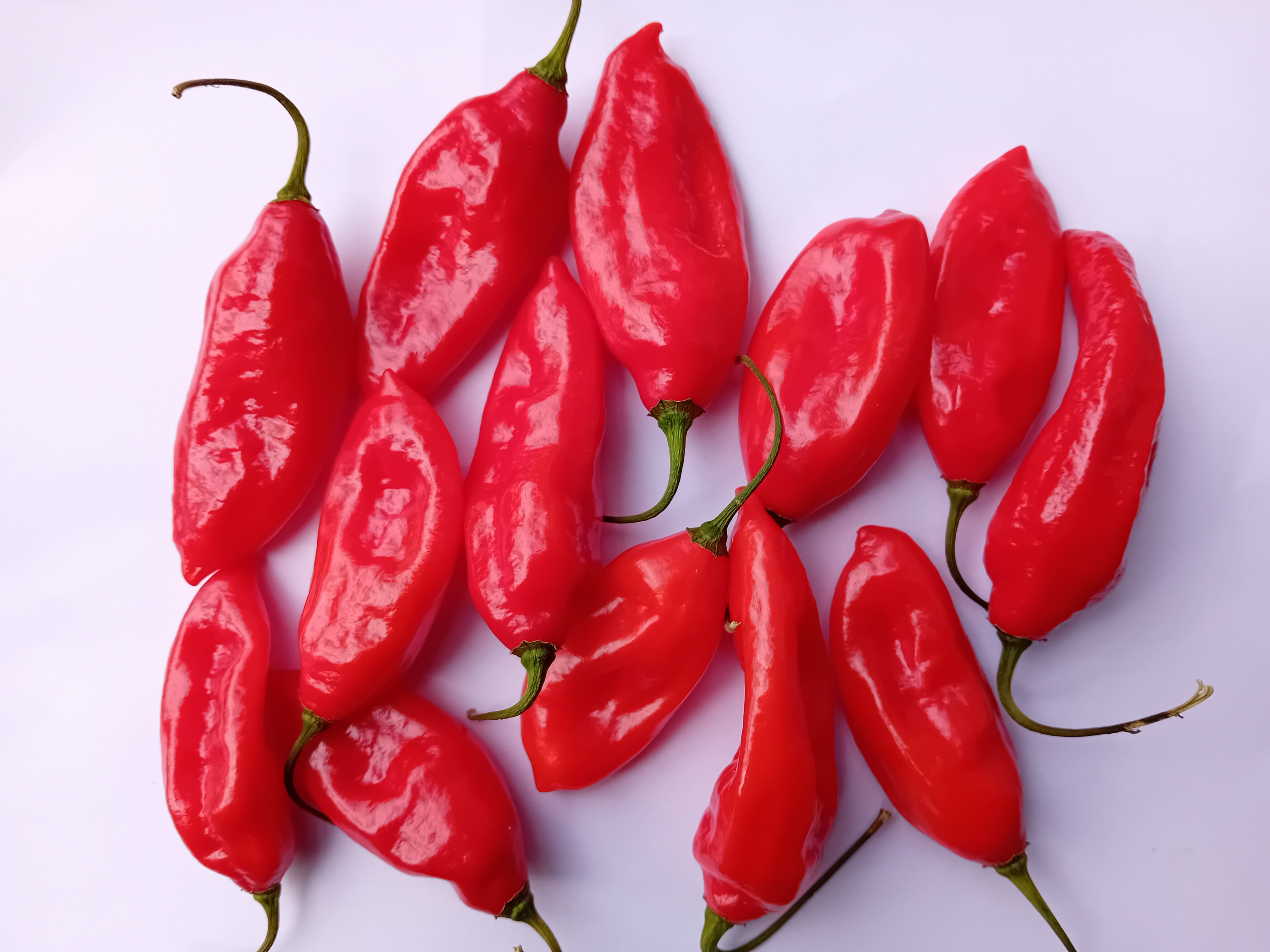 Pepper Seedling - Fatalii Red