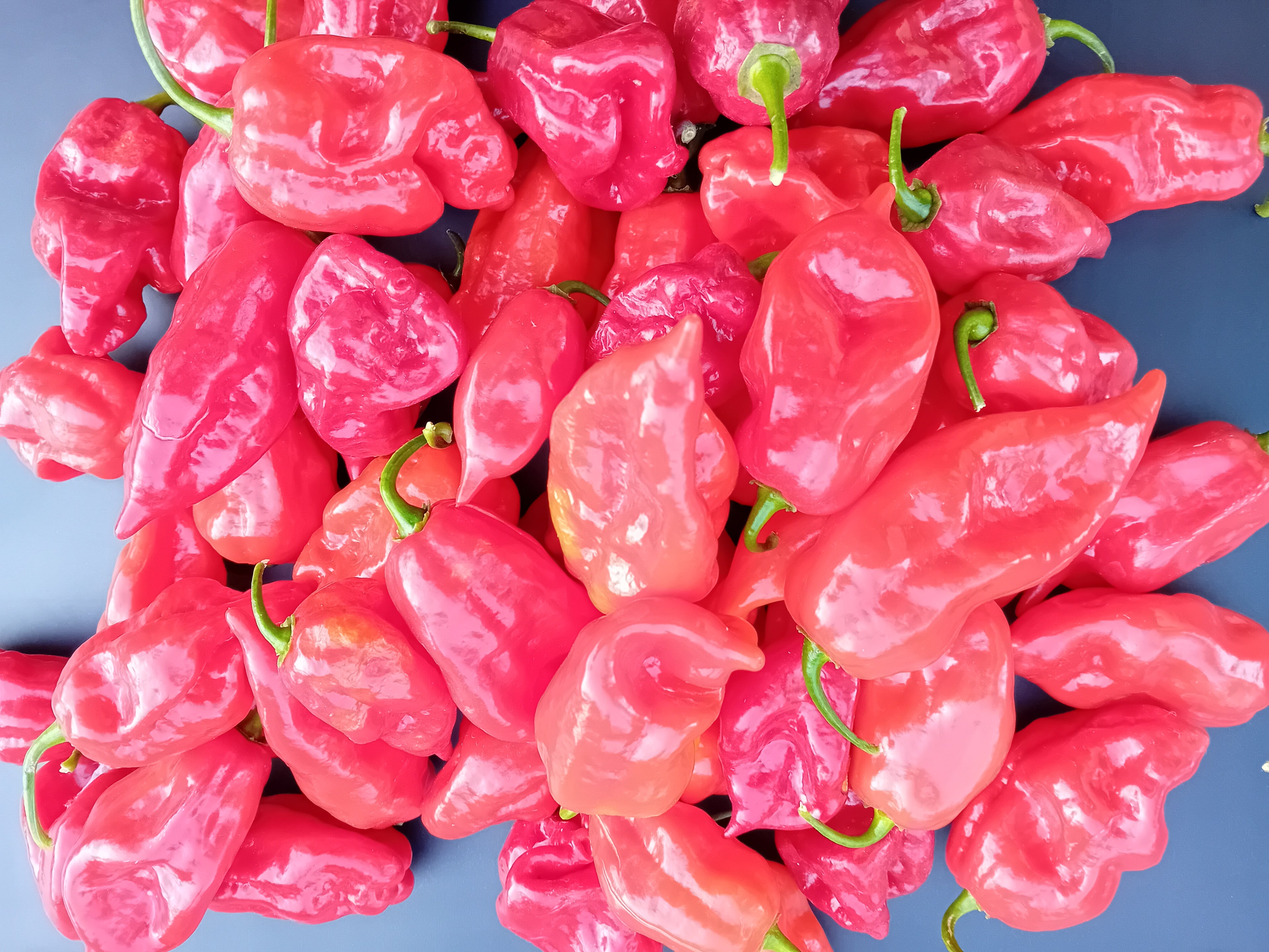 Pepper Seedling - Devil's Tongue Red