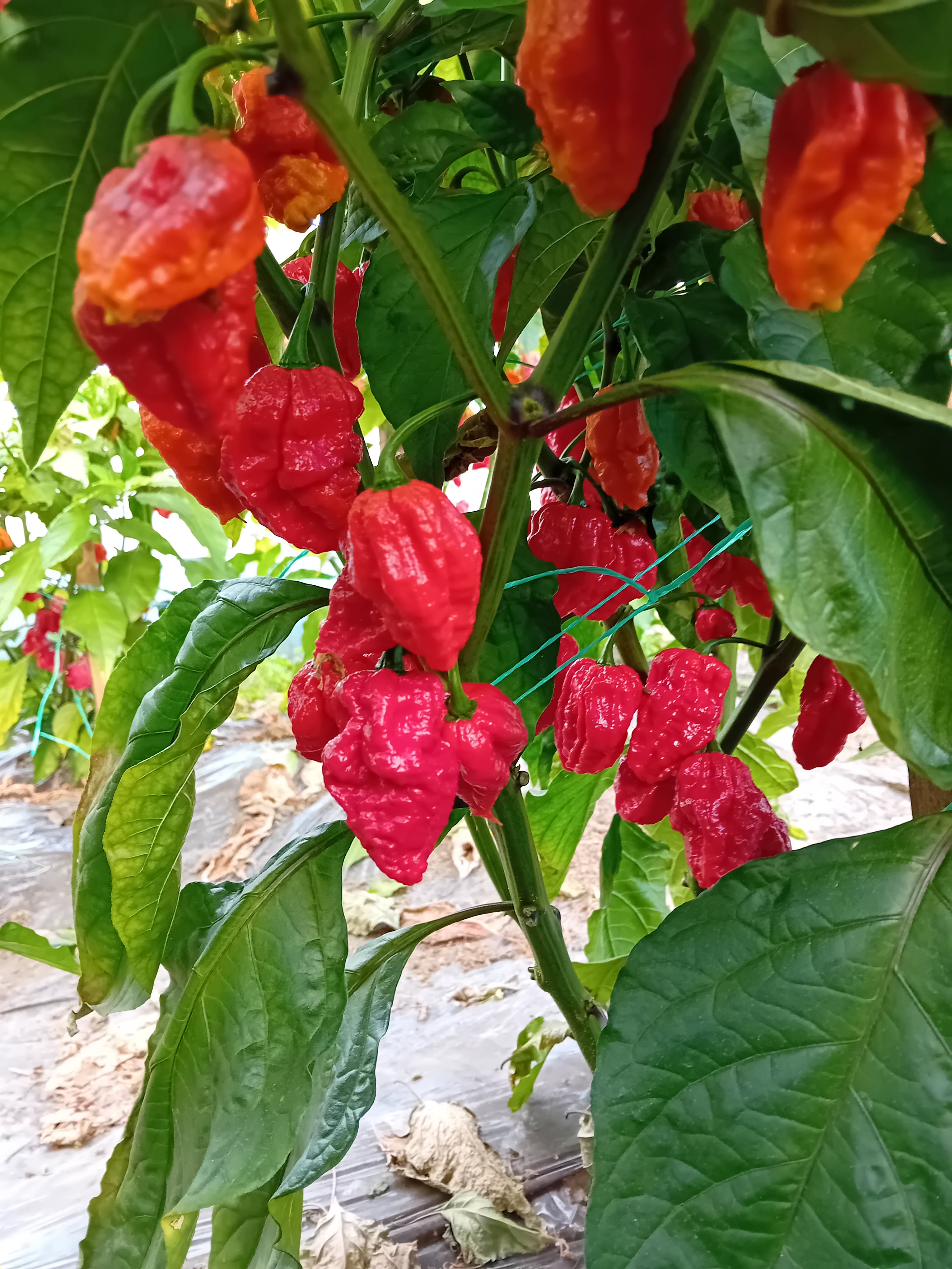 Răsad Ardei - Apocalypse Scorpion Red