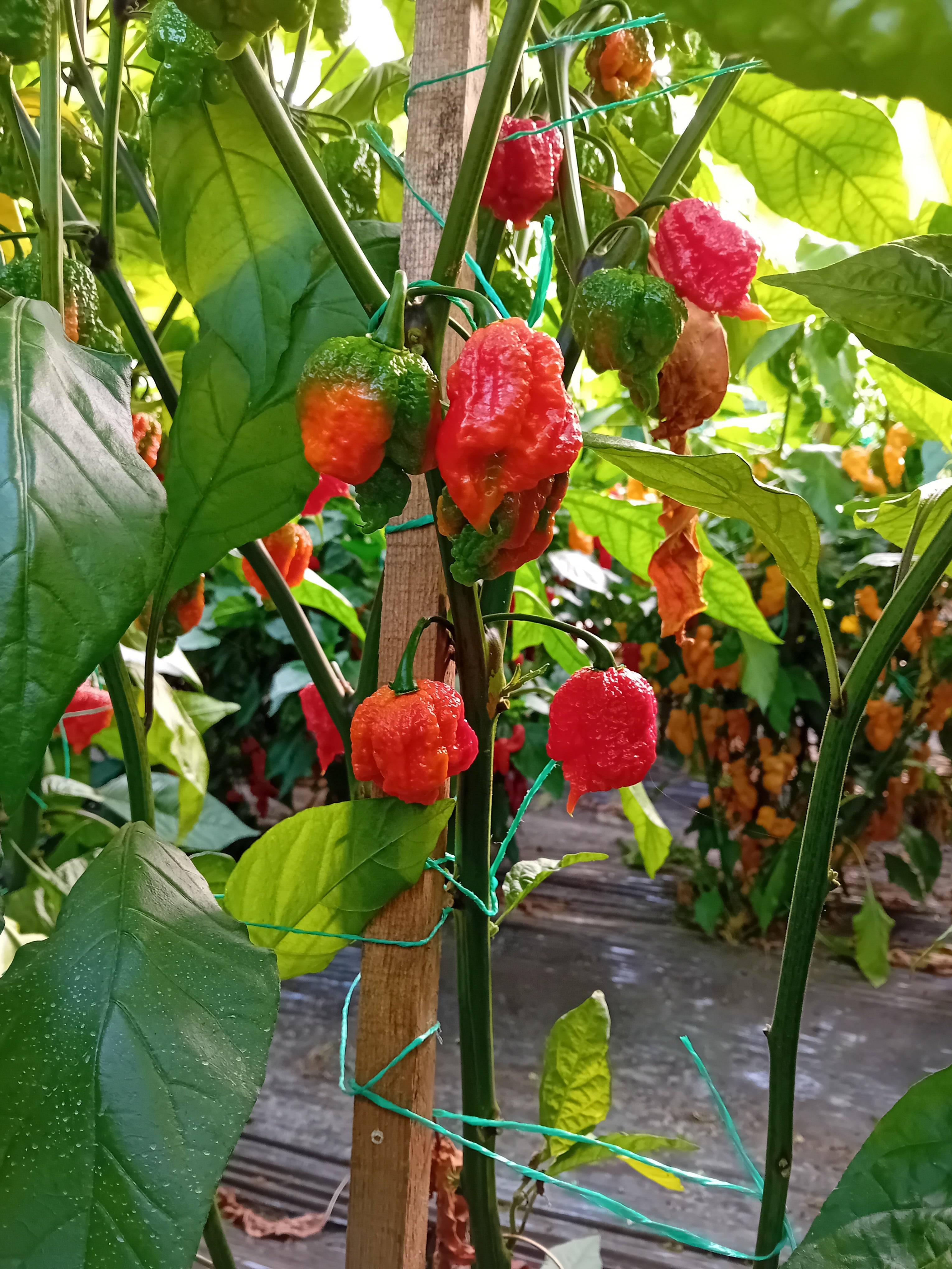 Seminţe Ardei - Hurt Berry