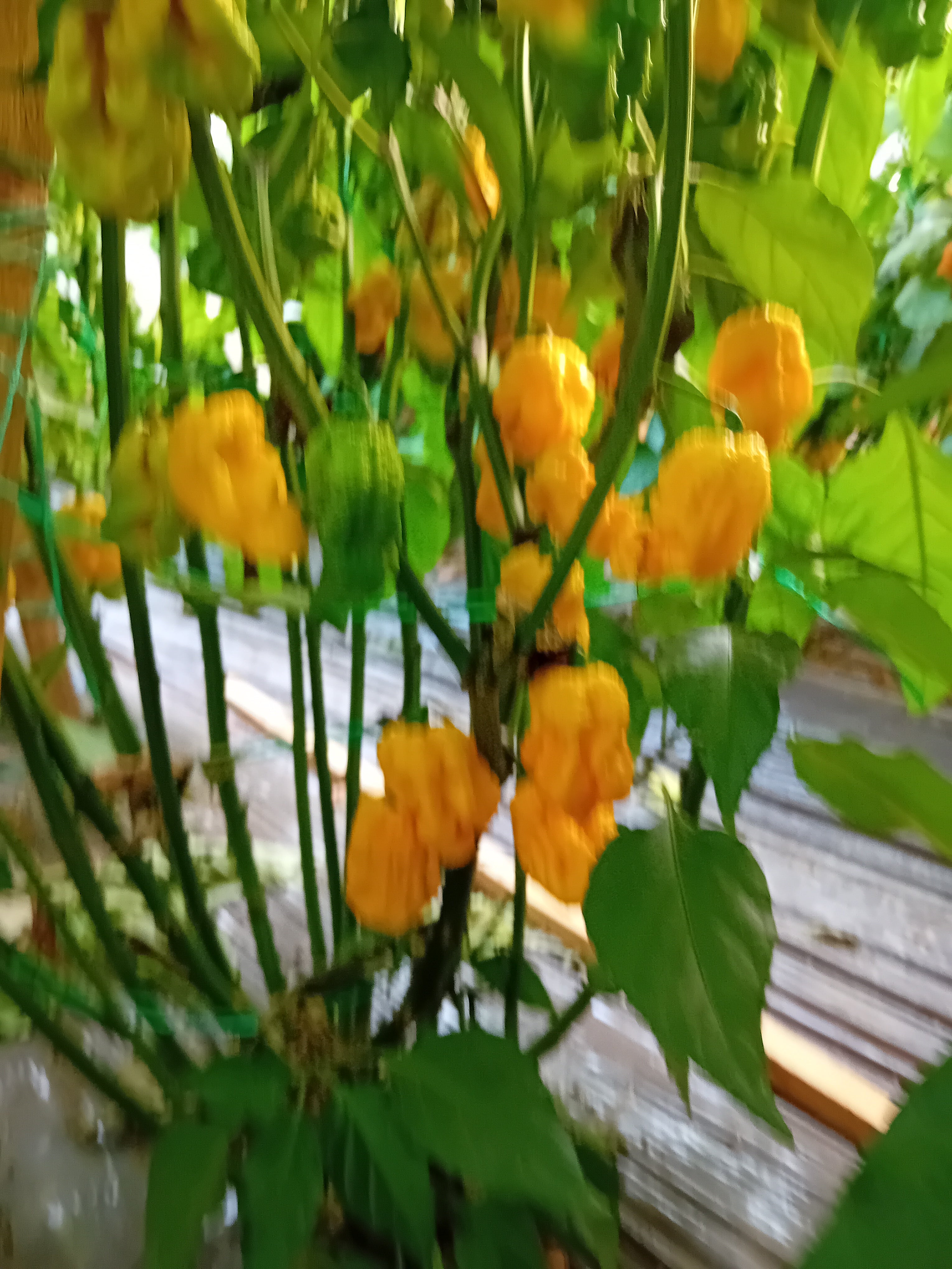 Răsad Ardei - Camera Doi GT