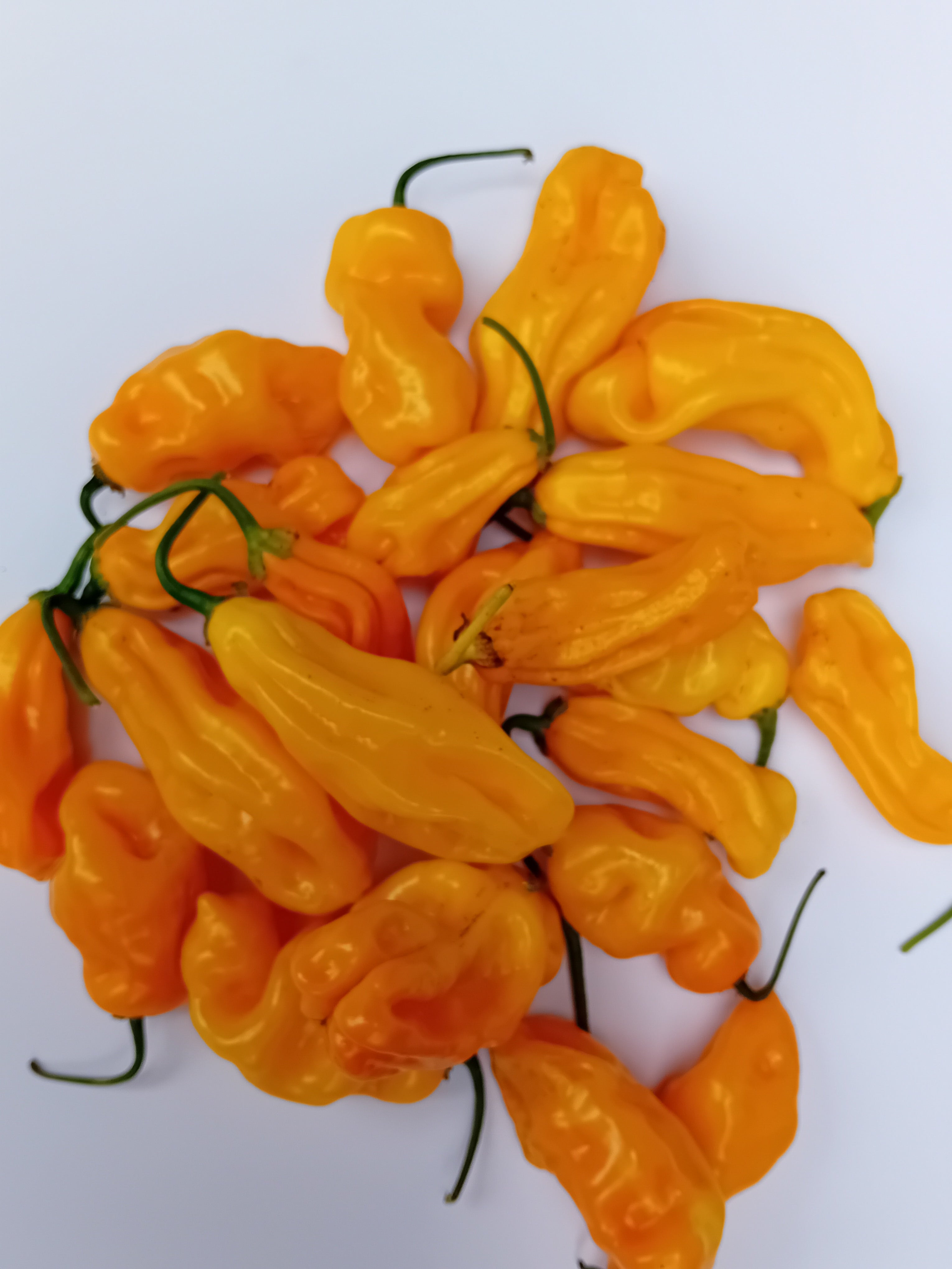 Pepper Seedling - Gorongong