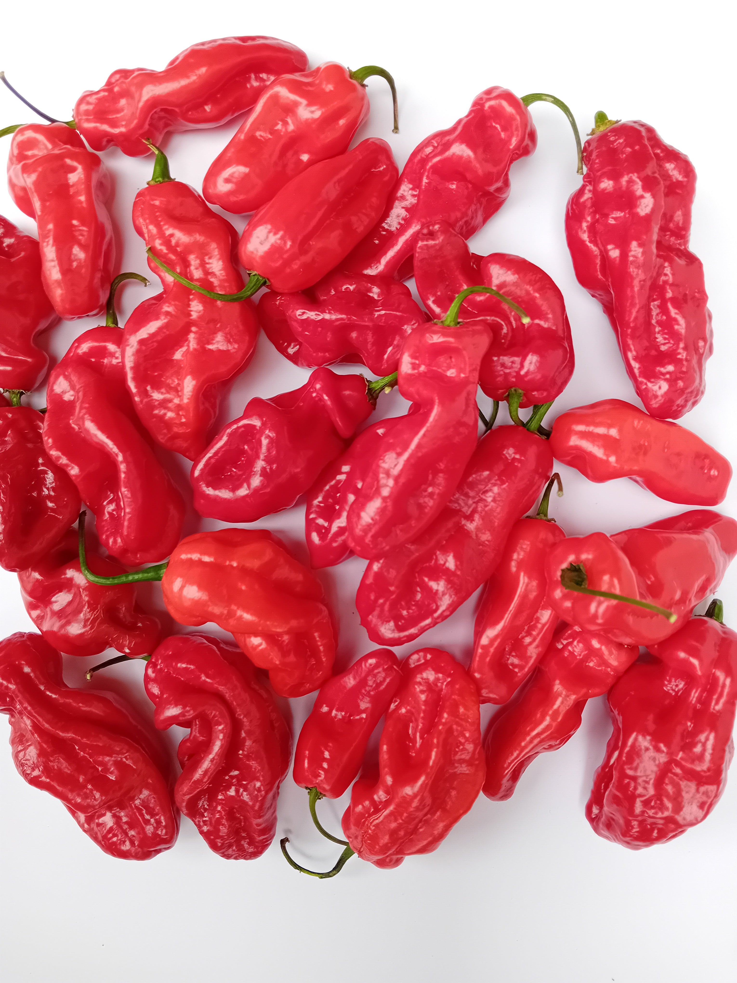 Pepper Seedling - Gorongong Red