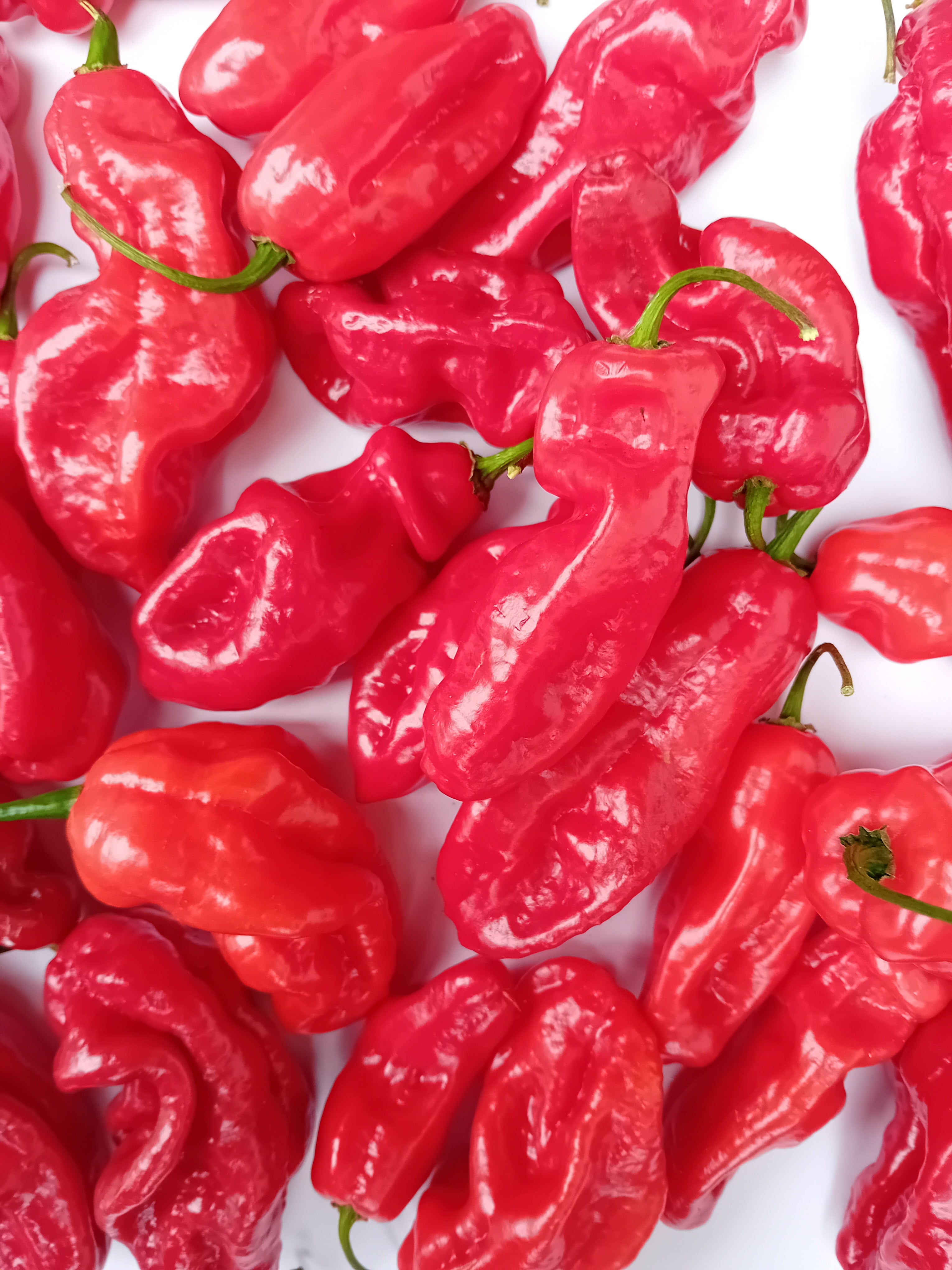 Pepper Seedling - Gorongong Red