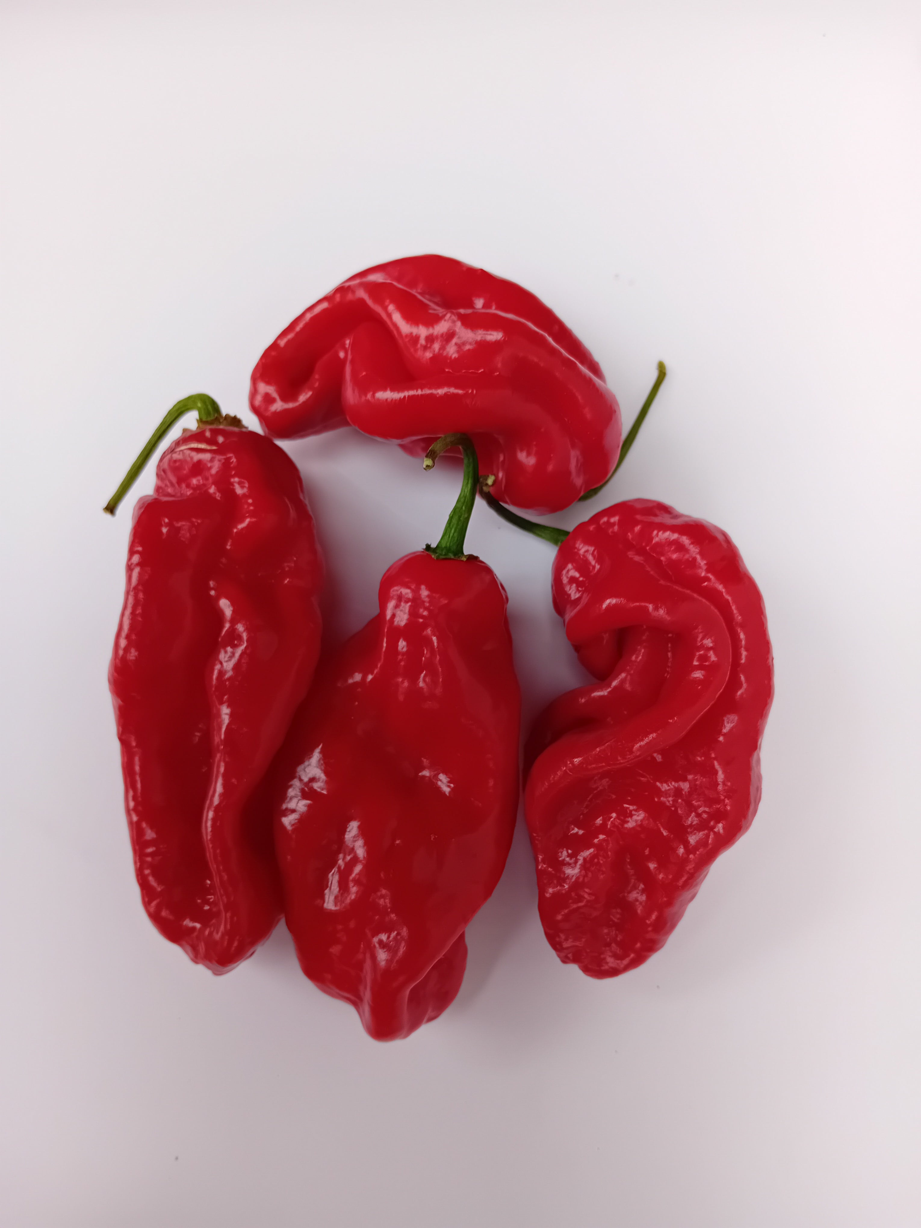 Pepper Seedling - Gorongong Red