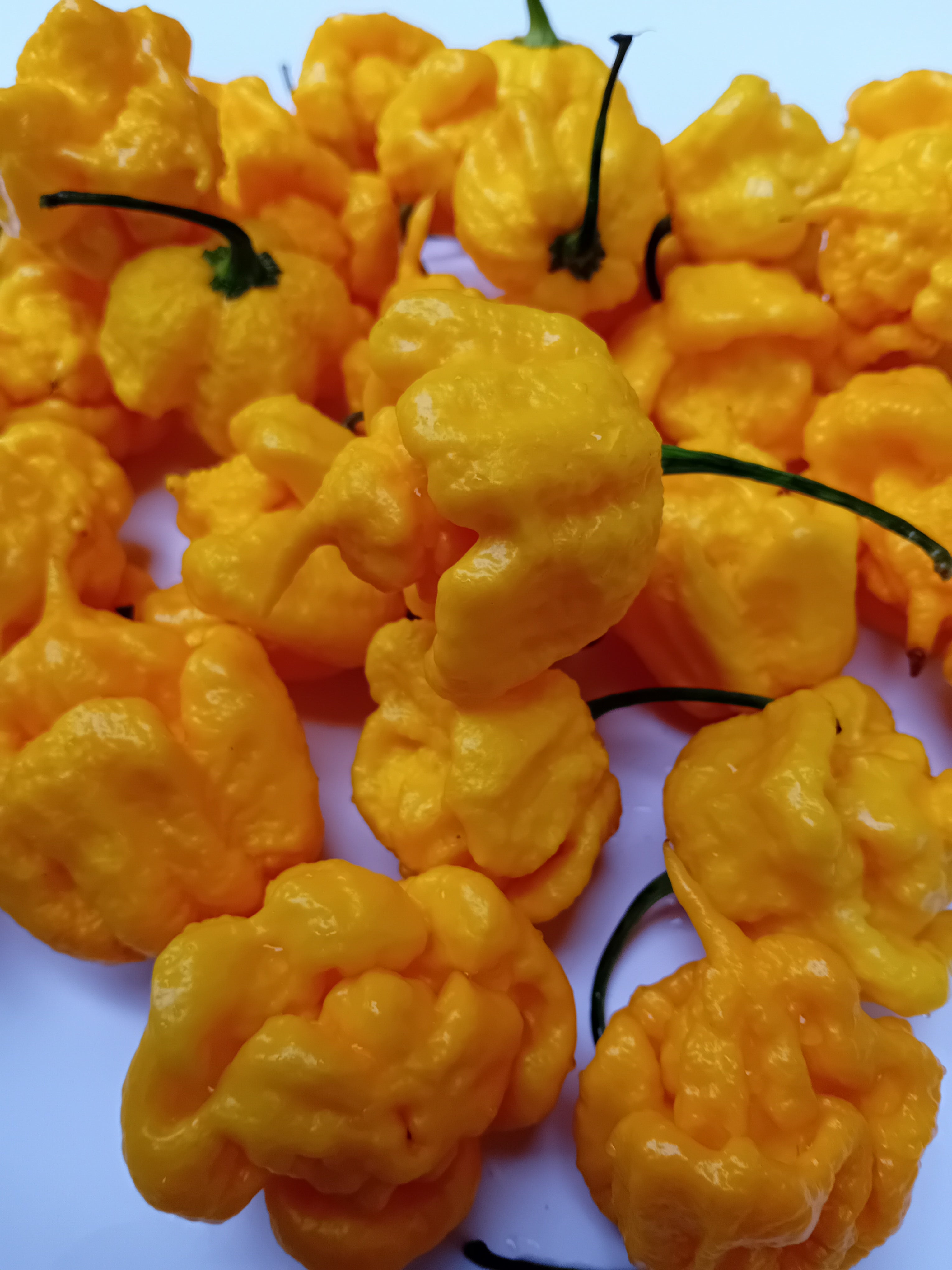 Seminţe Ardei - Trinidad Moruga Scorpion Yellow