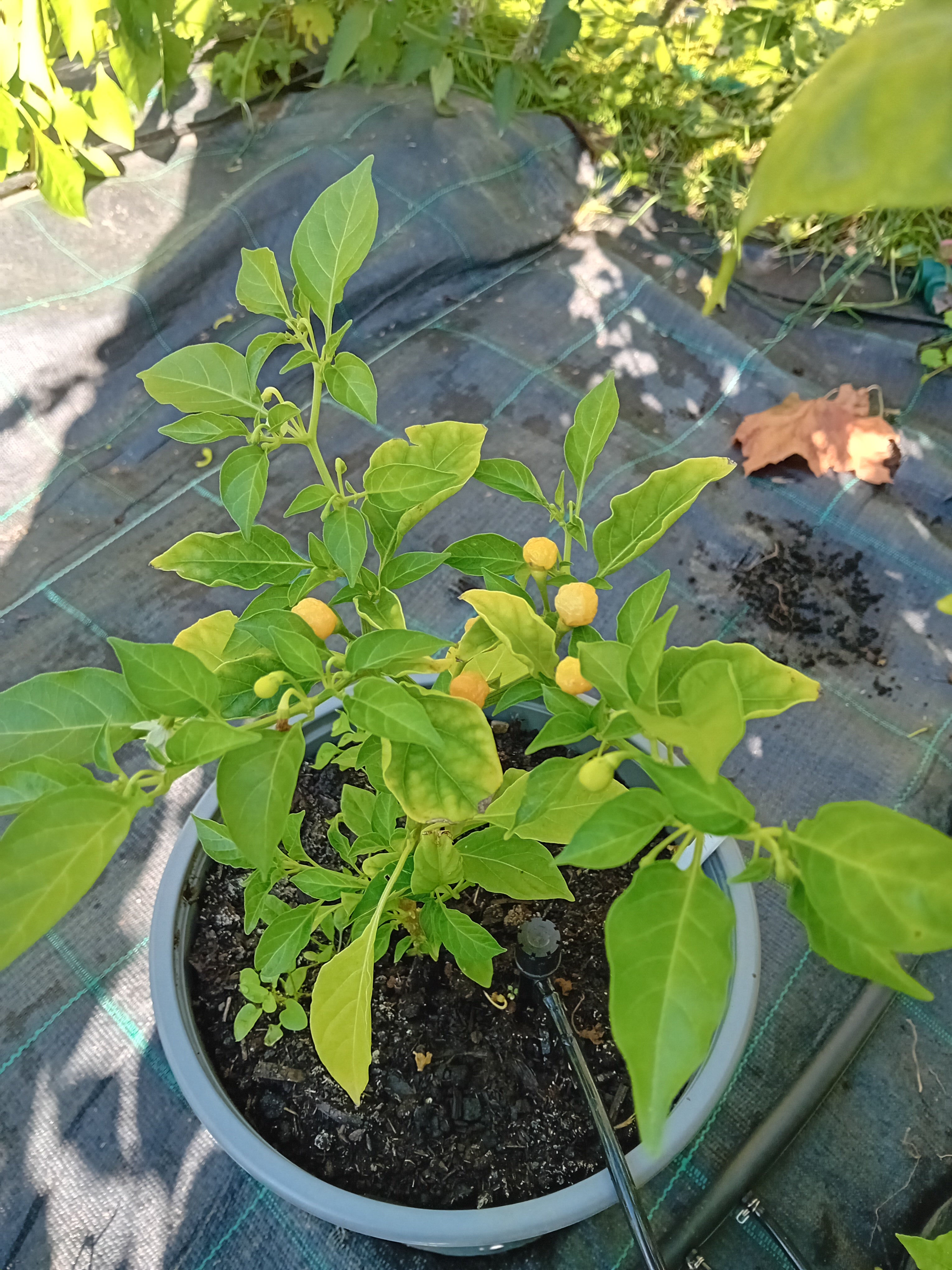 Răsad Ardei - Aji Charapita Peach