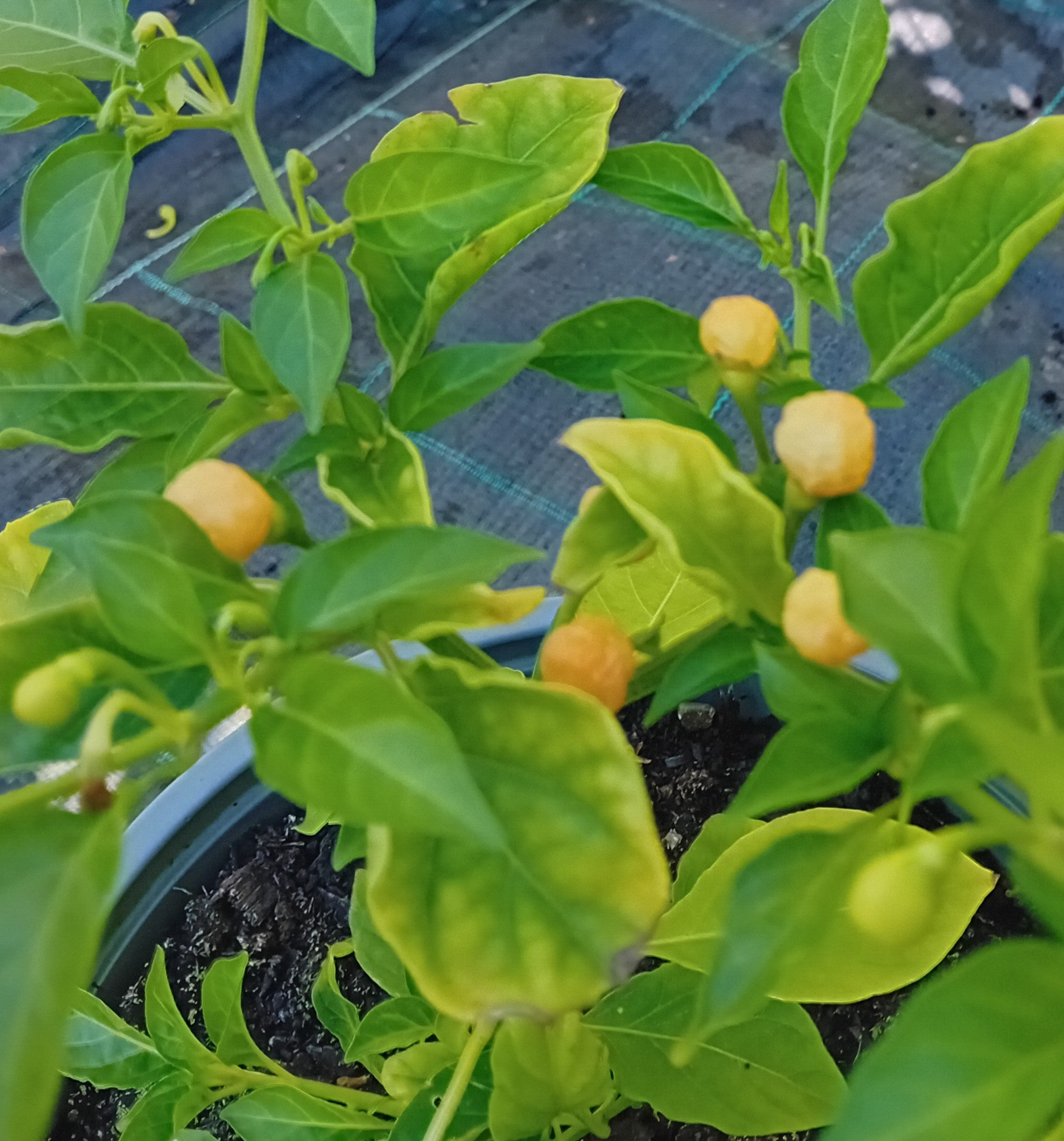 Răsad Ardei - Aji Charapita Peach