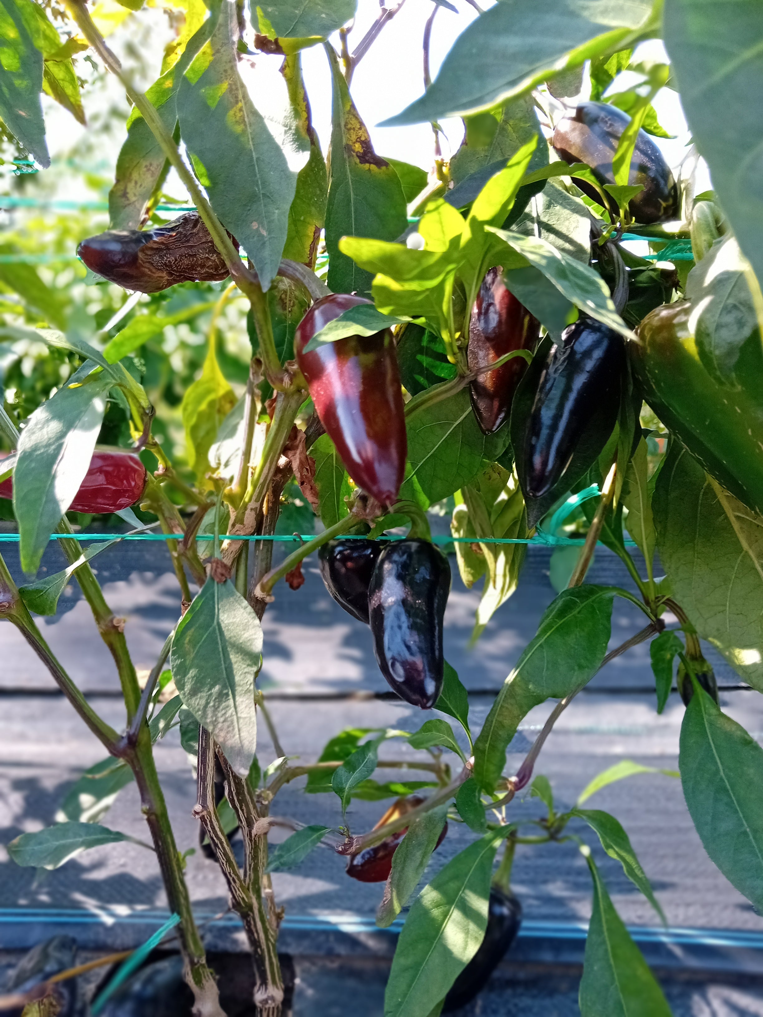 Seminţe Ardei - Jalapeno Purple