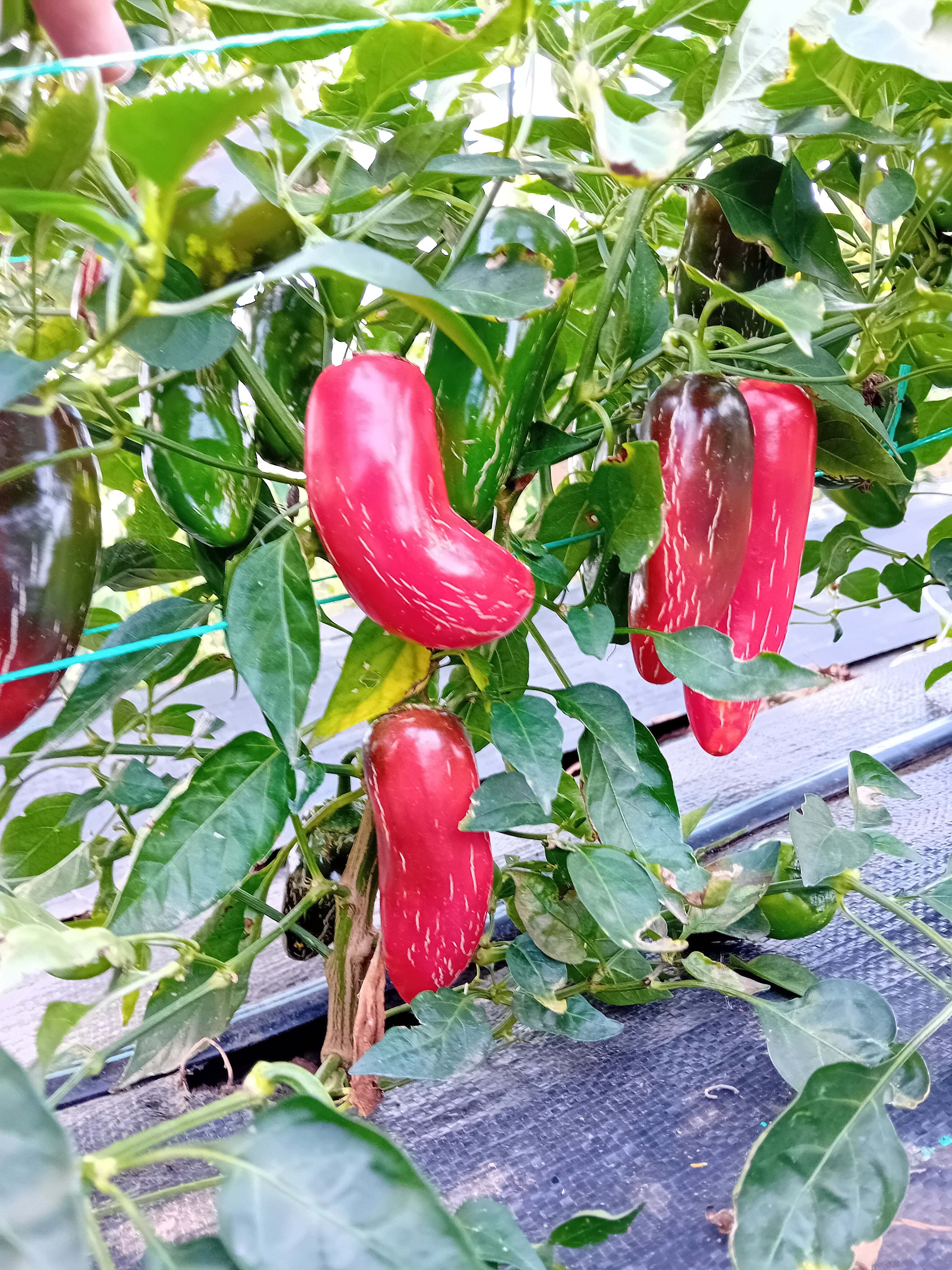 Seminţe Ardei - Jalapeno Jalastar