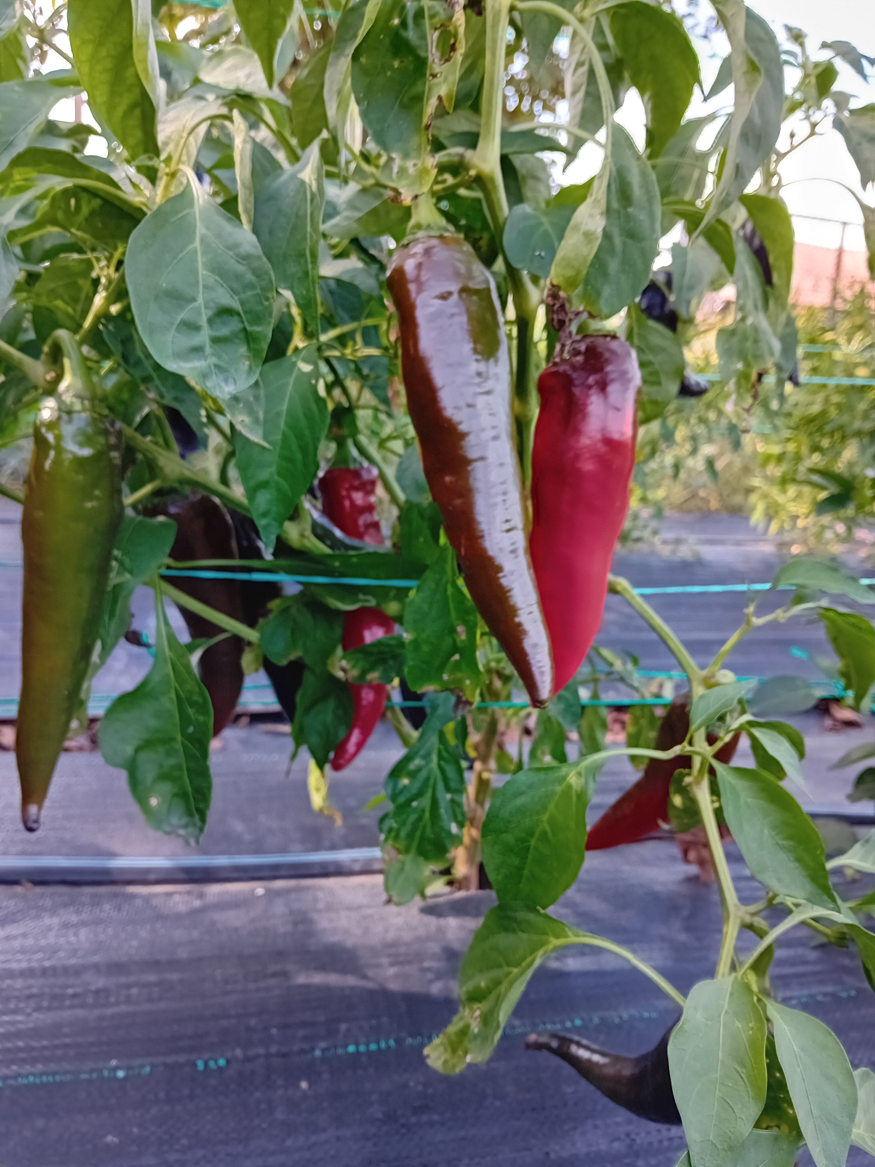 Seminţe Ardei - Jalapeno NuMex Joe E. Parker