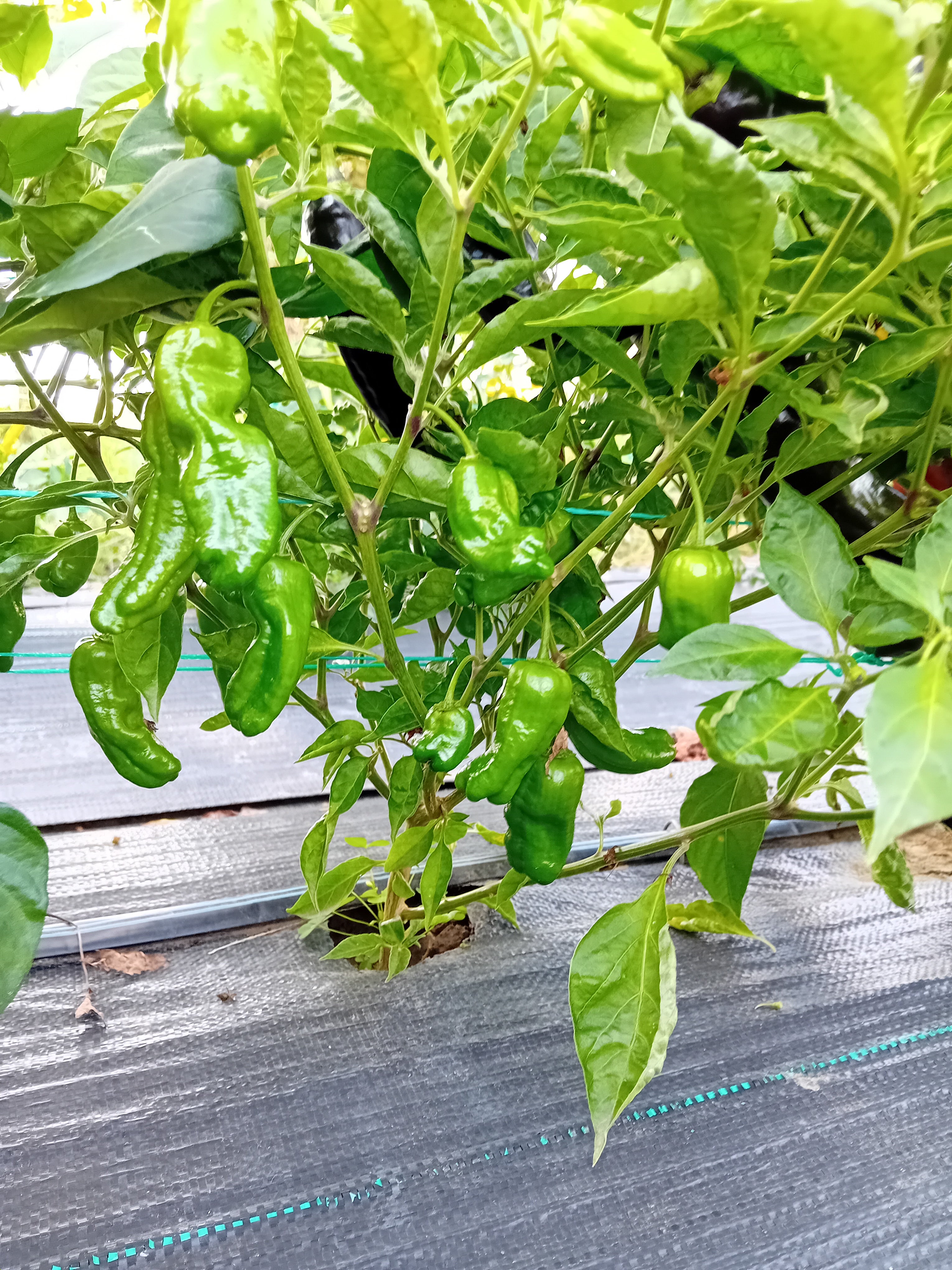 Seminţe Ardei - Jalapeno Lemon Ghostly