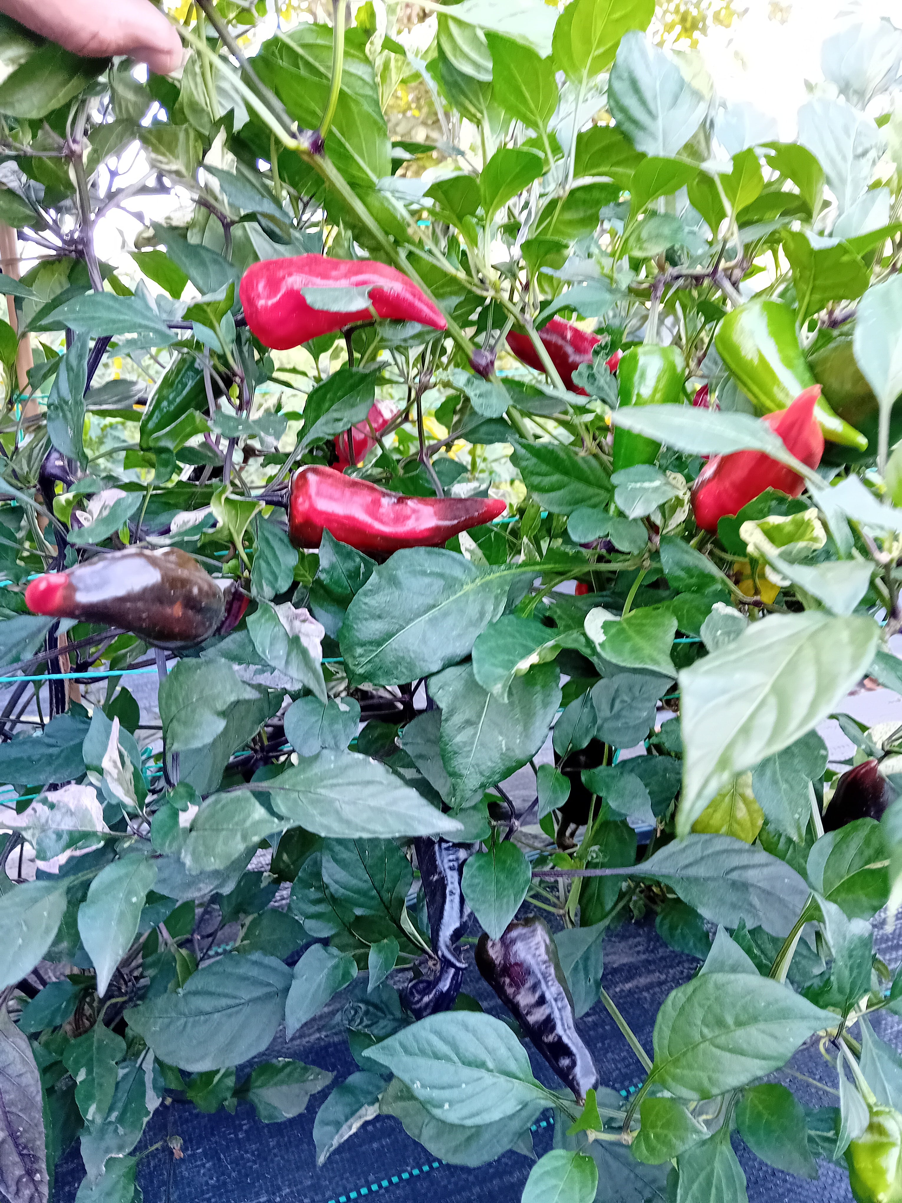 Seminţe Ardei - Jalapeno Black