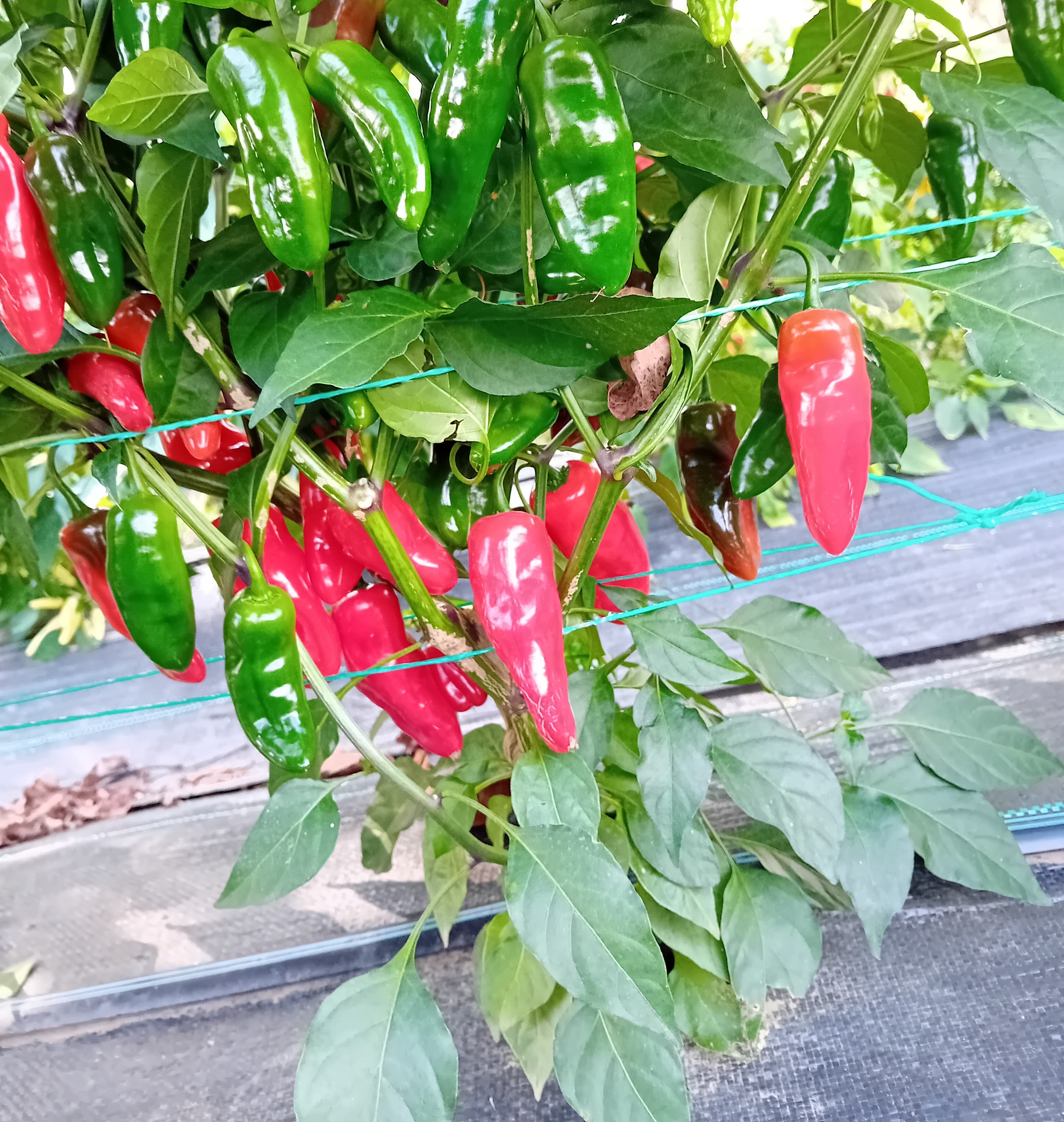 Seminţe Ardei - Jalapeno Tam