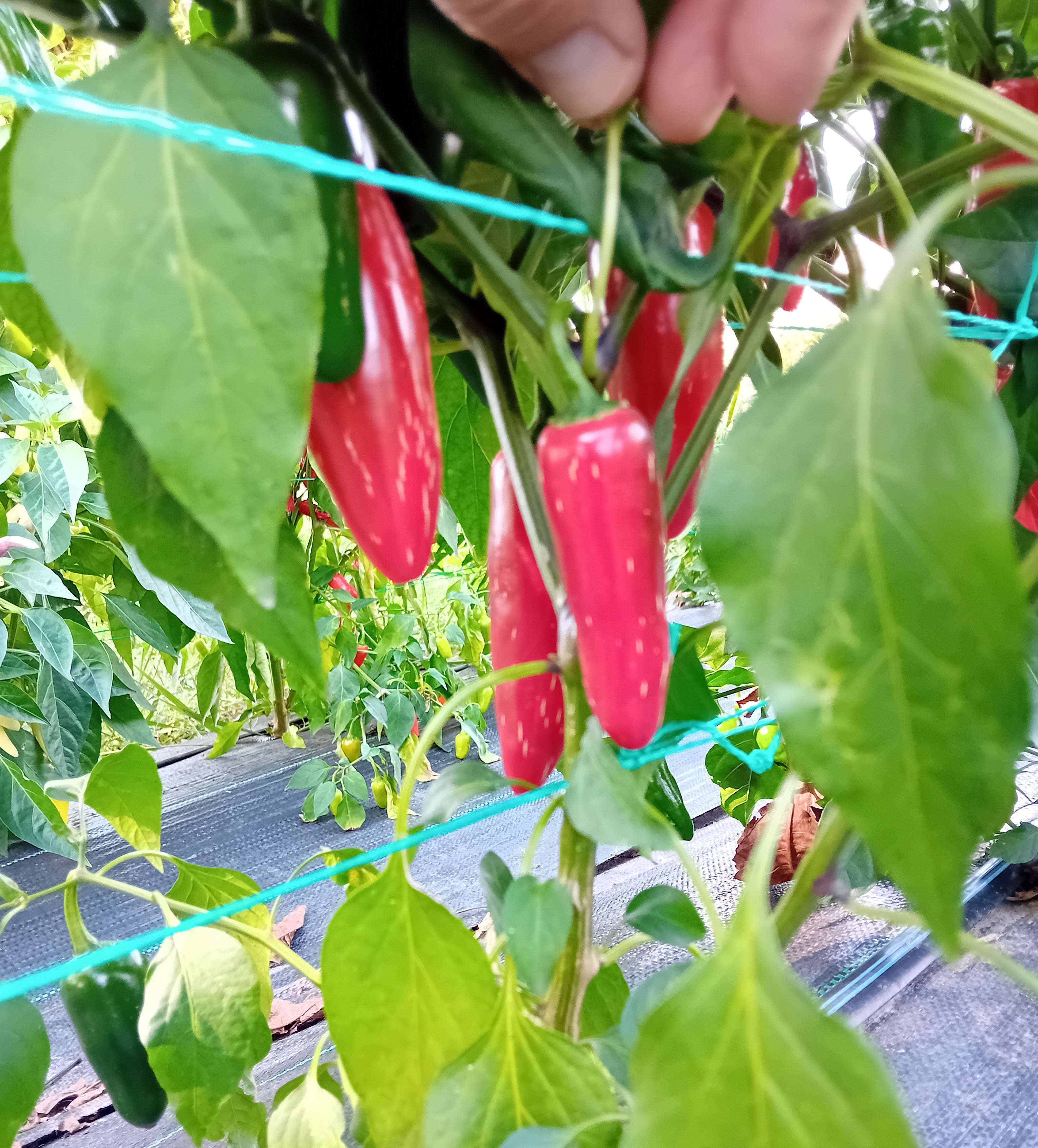 Seminţe Ardei - Jalapeno Summer Heat