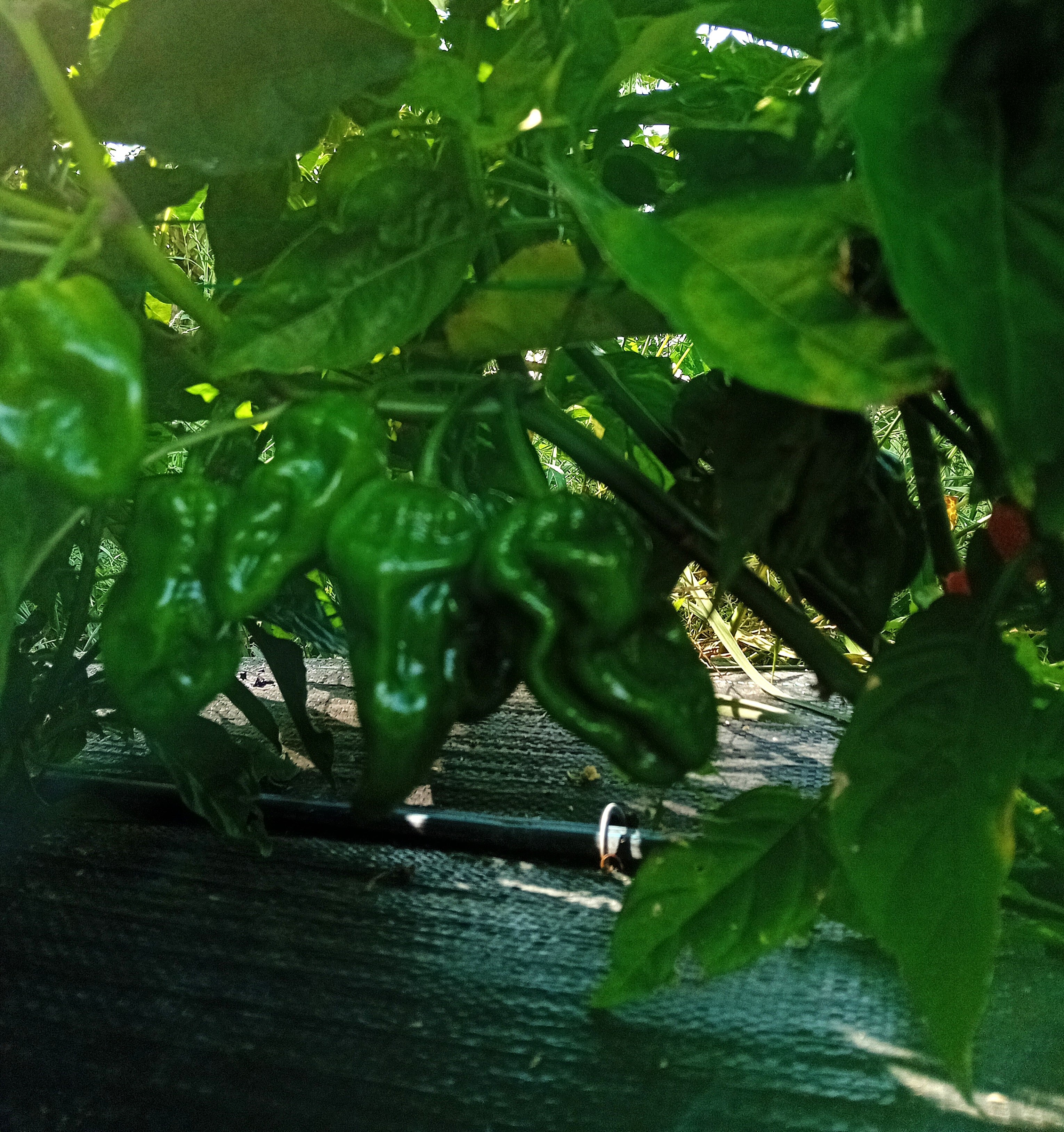 Seminţe Ardei - Sumatra